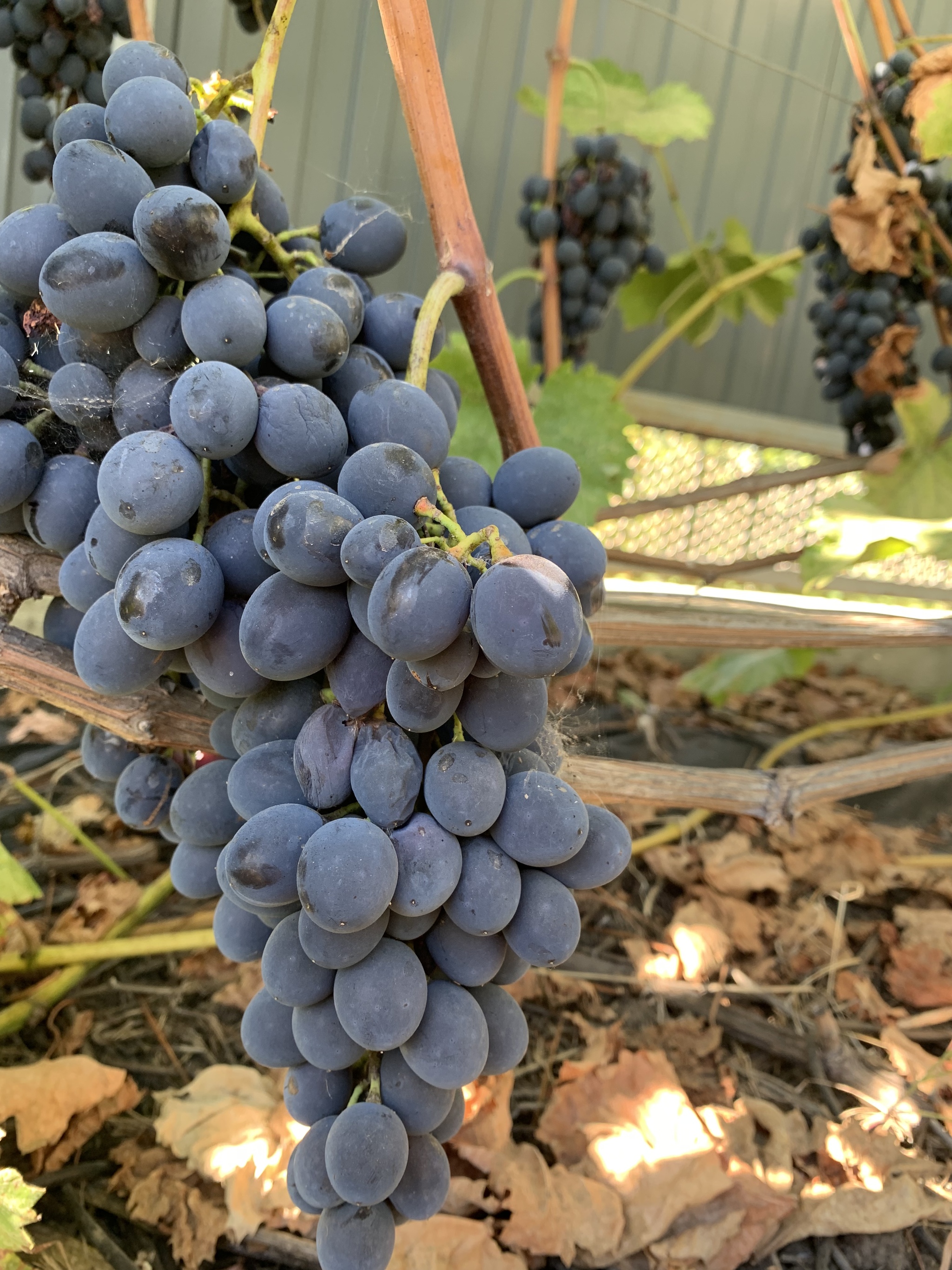 Grapes (first harvest) - Grape, Vineyard, Dacha, Harvest, Longpost