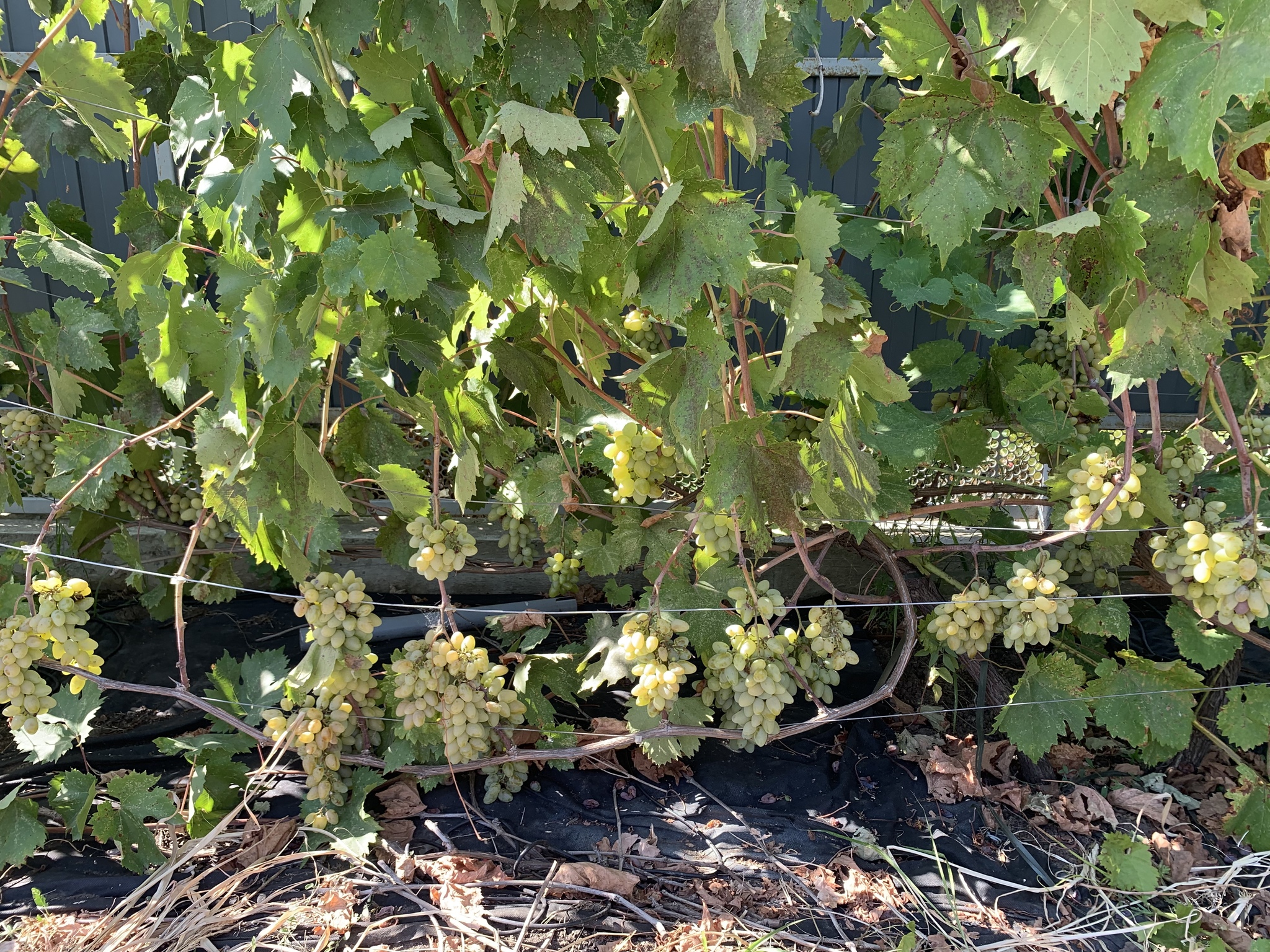 Grapes (first harvest) - Grape, Vineyard, Dacha, Harvest, Longpost