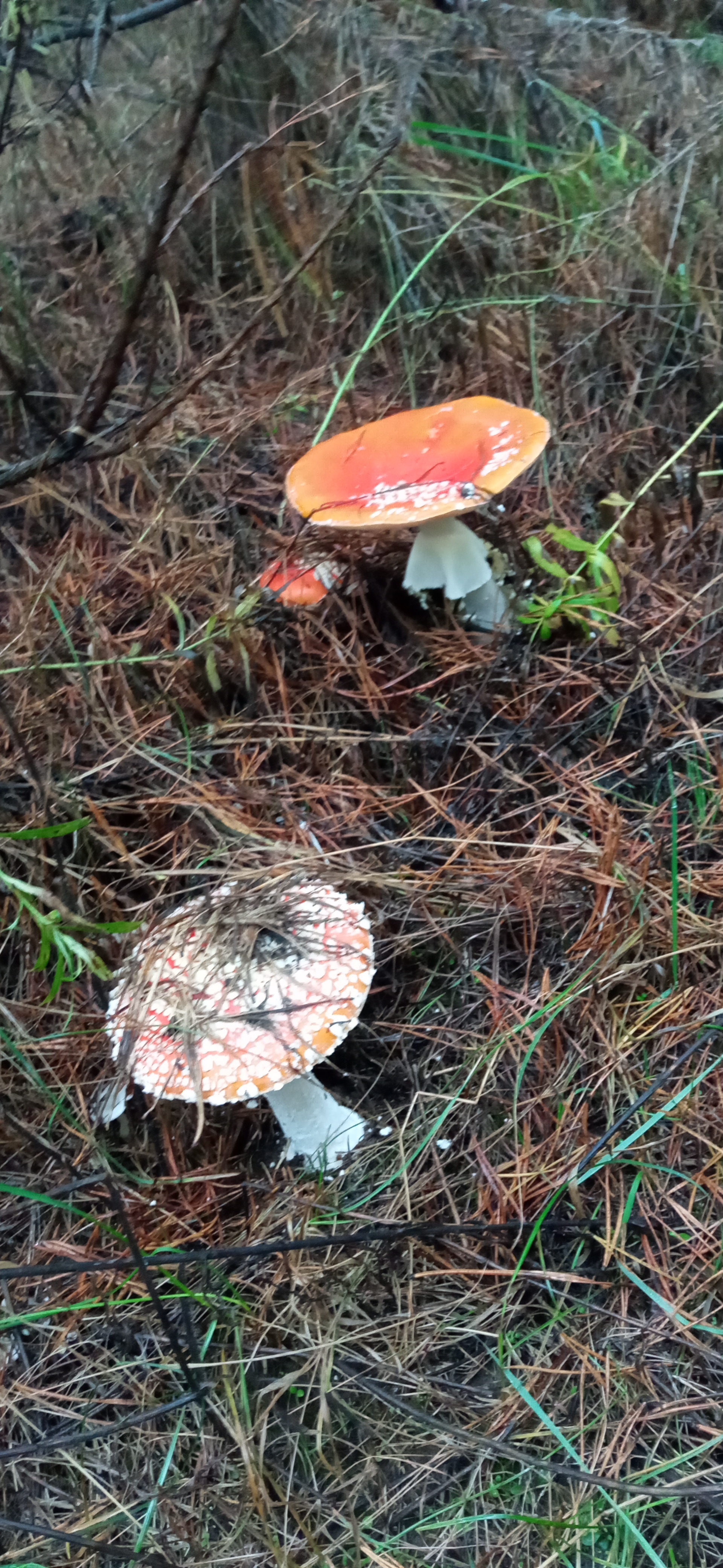 Fly agaric in the forest - My, Fly agaric, Mushrooms, Forest, Autumn, Relaxation, Longpost