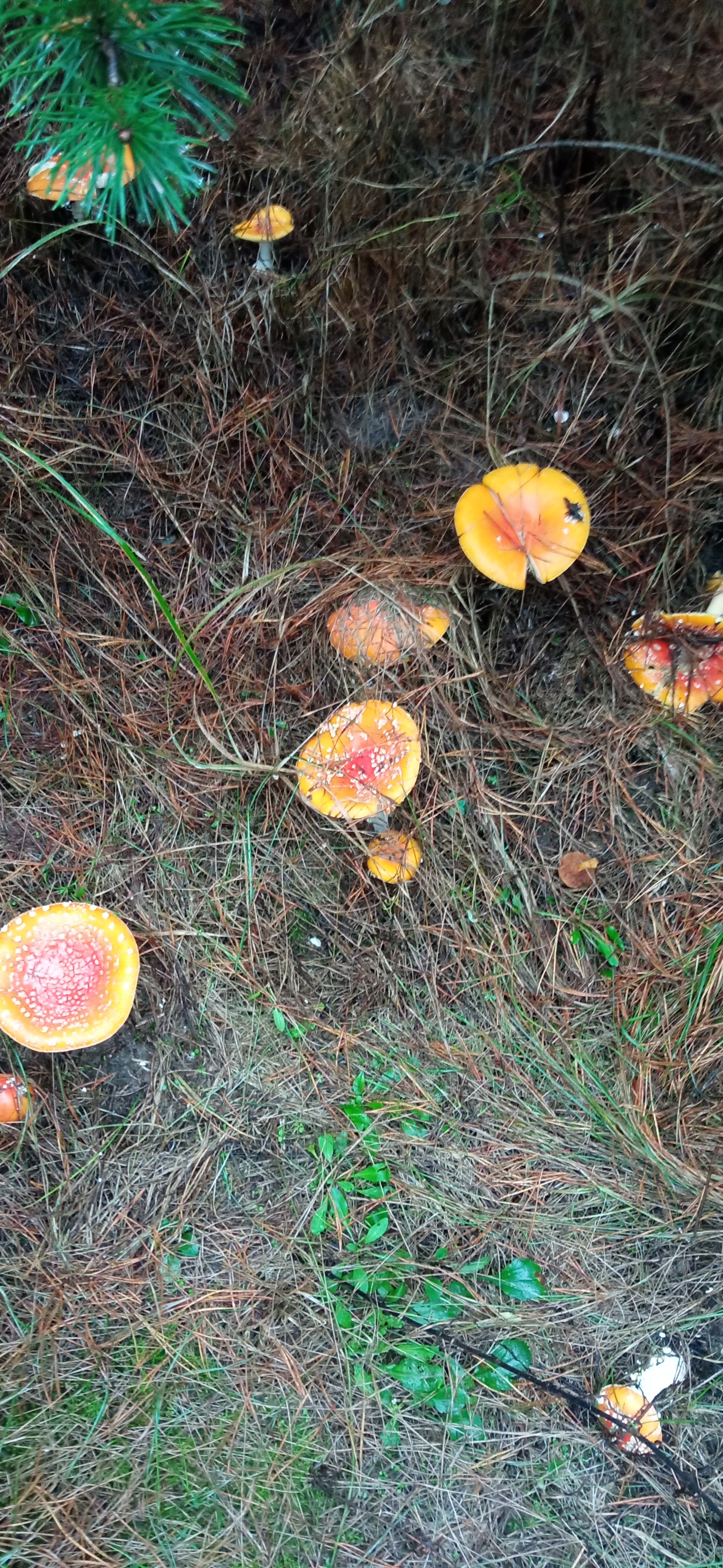 Fly agaric in the forest - My, Fly agaric, Mushrooms, Forest, Autumn, Relaxation, Longpost