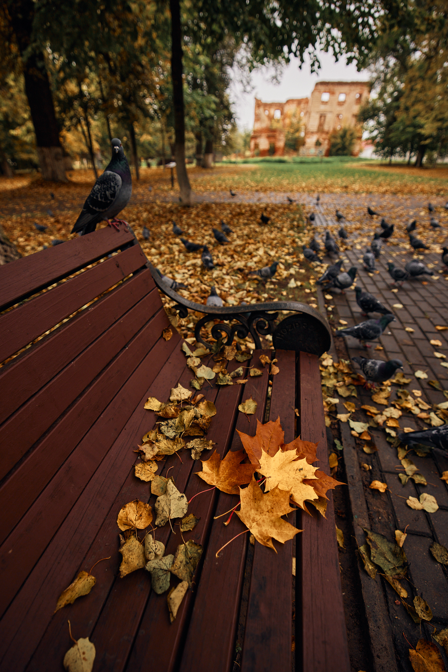 Осенняя прогулка по парку - Моё, Фотография, Осень, Парк, Обнинск, Длиннопост