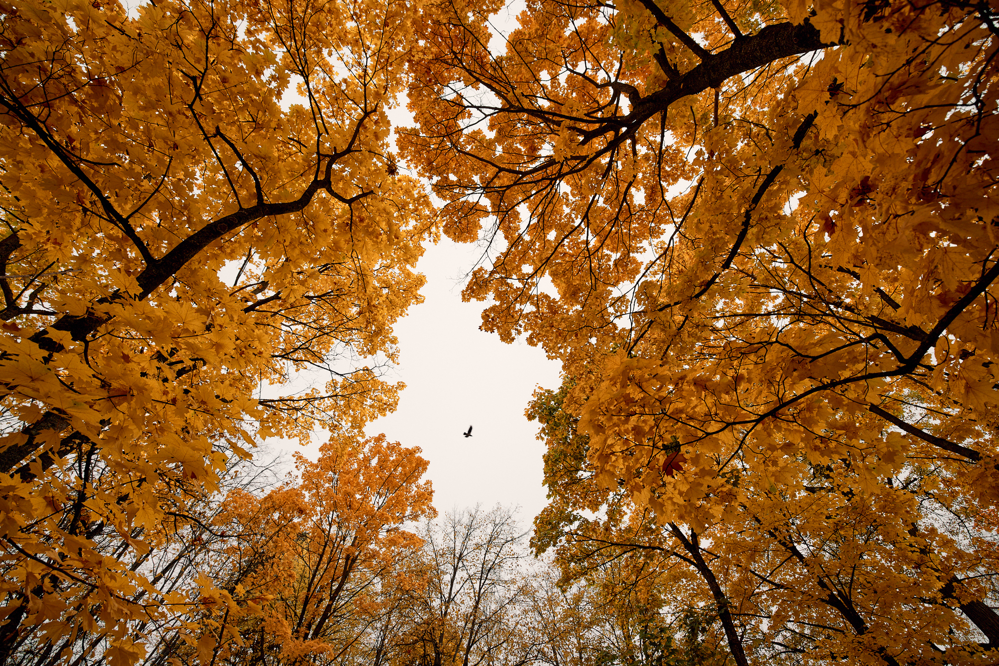 Autumn walk in the park - My, The photo, Autumn, The park, Obninsk, Longpost