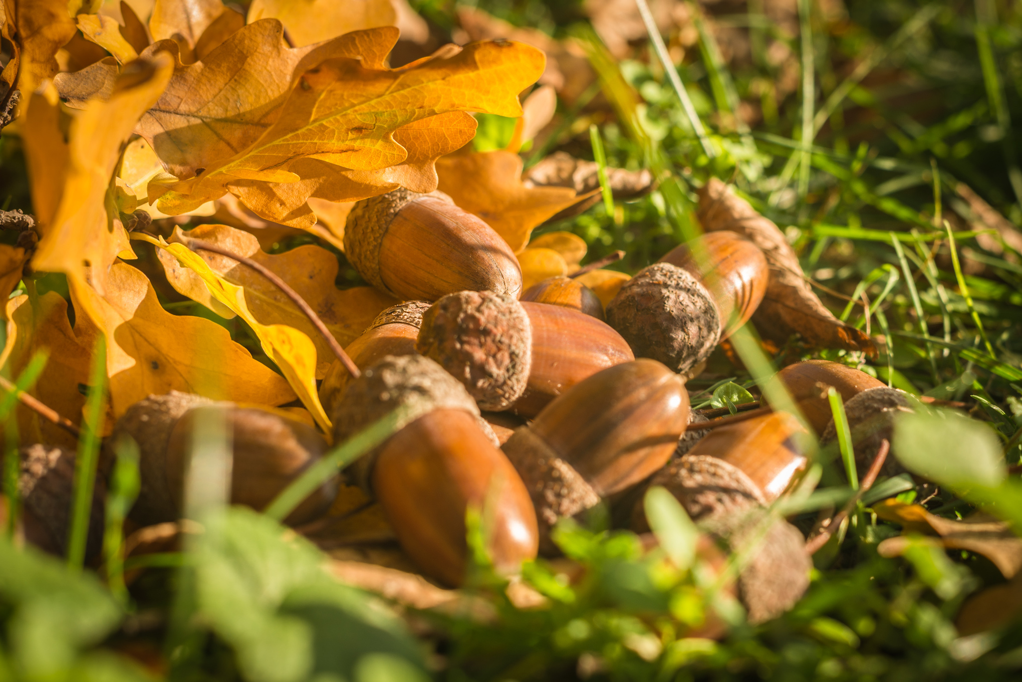 Autumn photo walks - My, The photo, Nature, Autumn, Leaves, Nikon D610, Acorn, Walk in the woods, Longpost