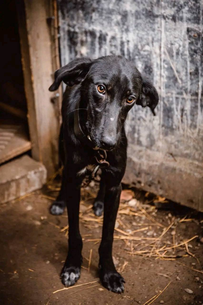 Azazello is waiting for his man. UPD Unfortunately, Zaza did not wait. Today he went to the rainbow - Dog, In good hands, Animal shelter, No rating, Longpost, Homeless animals