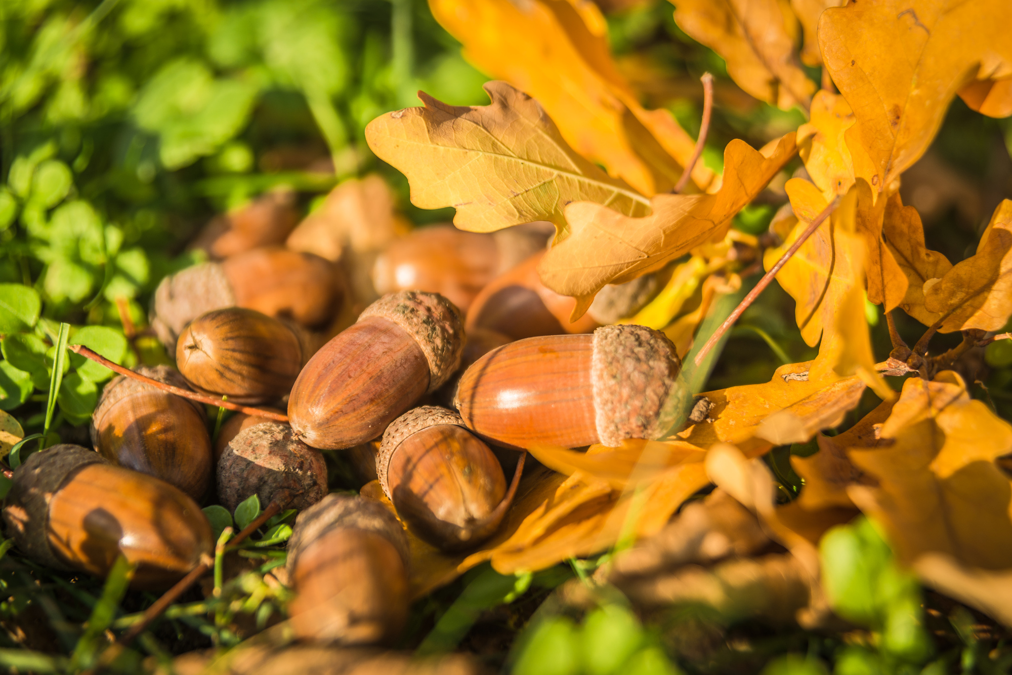 Autumn photo walks - My, The photo, Nature, Autumn, Leaves, Nikon D610, Acorn, Walk in the woods, Longpost