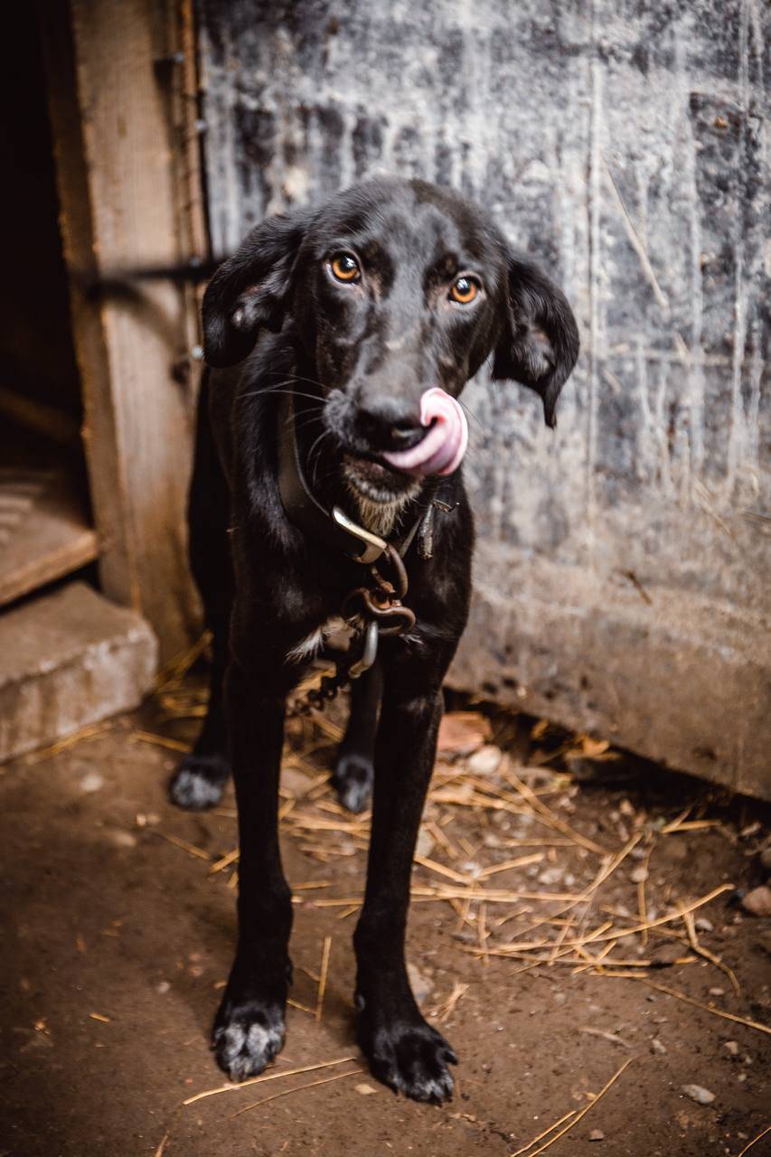 Azazello is waiting for his man. UPD Unfortunately, Zaza did not wait. Today he went to the rainbow - Dog, In good hands, Animal shelter, No rating, Longpost, Homeless animals