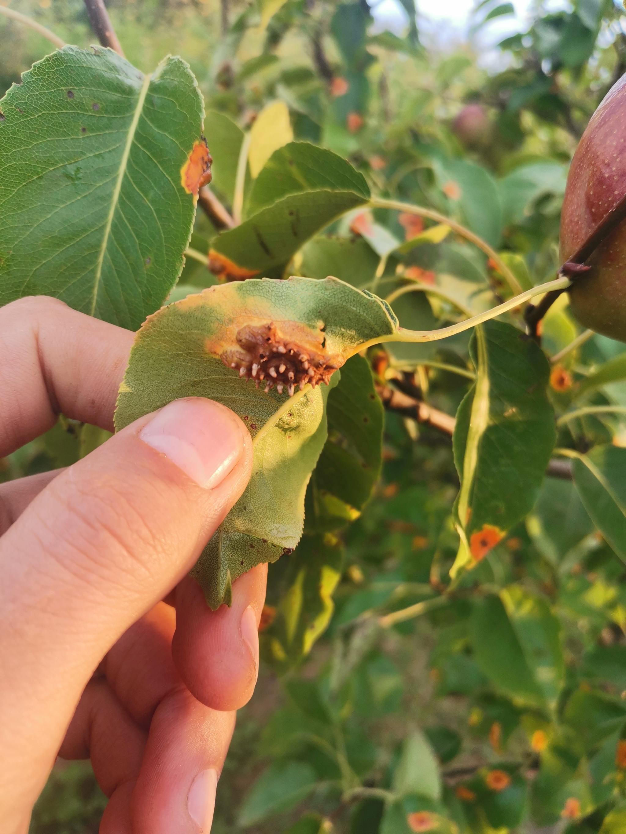 Sick pear - Garden, Pear, Disease, Plants, Longpost