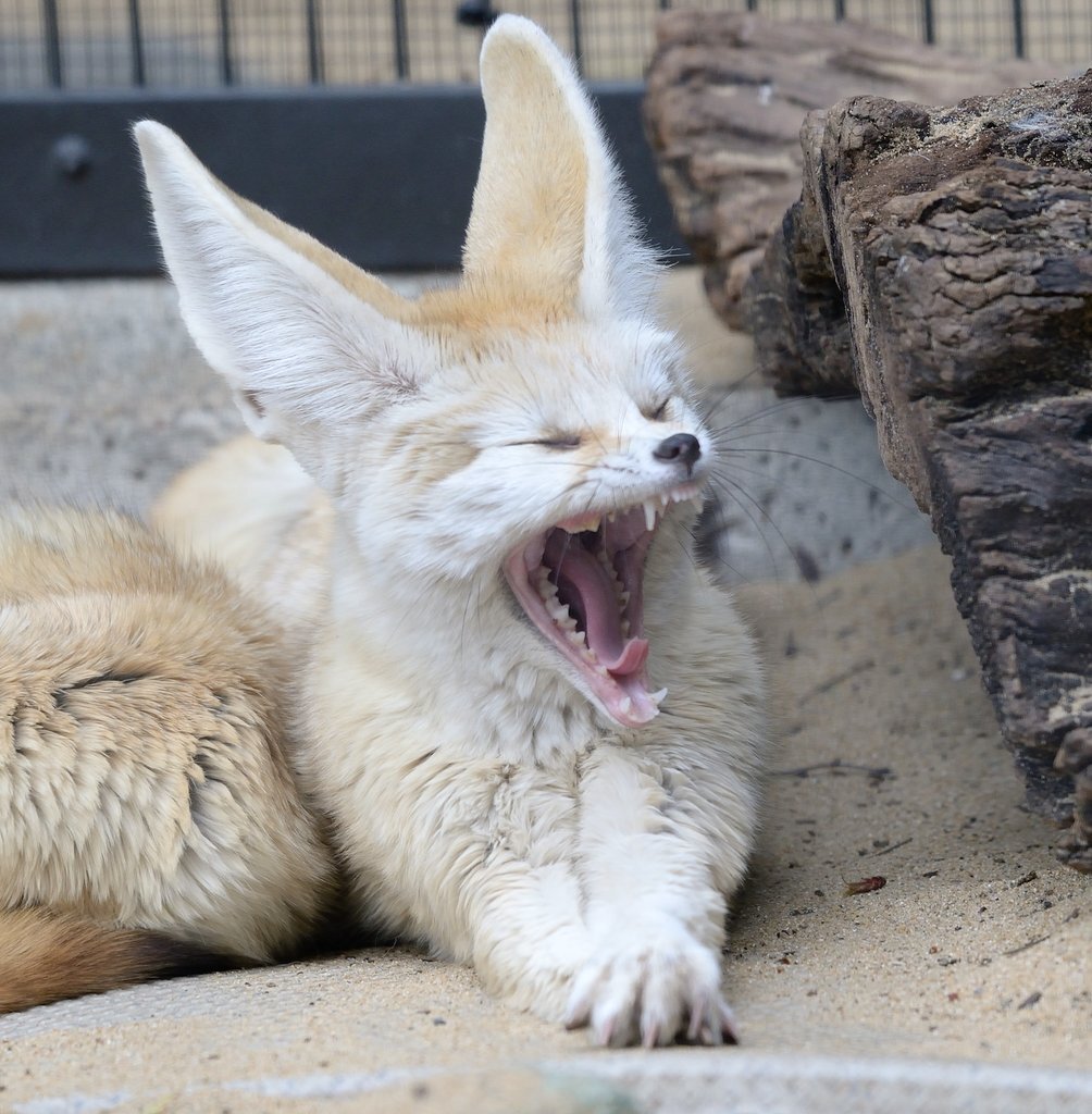 long-eared croissant - Fox, Wild animals, Canines, The photo, Yawn, Fenech, Longpost