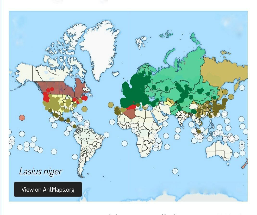 Карта распространения lasius niger (черный садовый муравей) - Кросспостинг, Pikabu publish bot, Муравьи, Карты