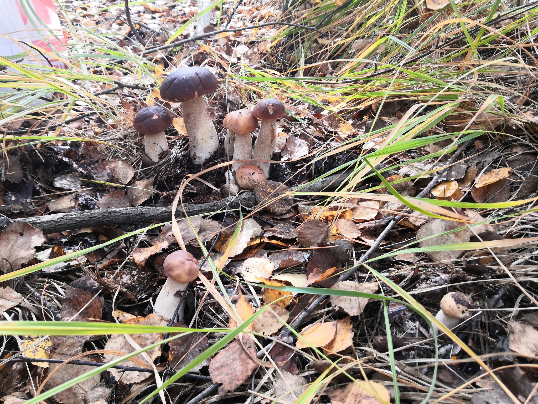 Families - My, Mushrooms, Nature, Longpost