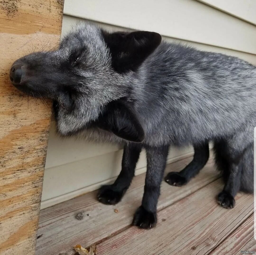 discord - My, Fox, Animals, Color, The photo, Canines, Longpost