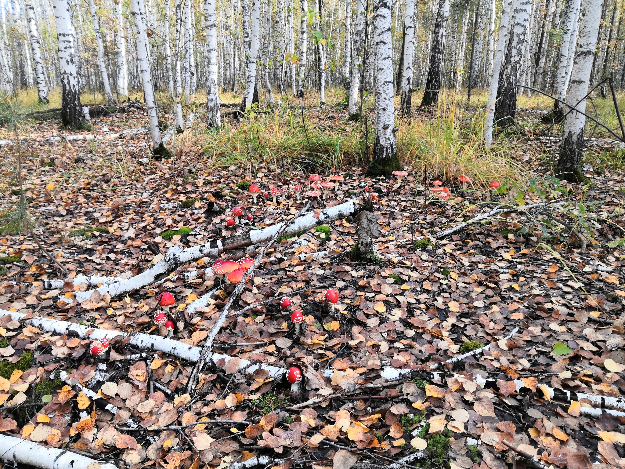 Families - My, Mushrooms, Nature, Longpost