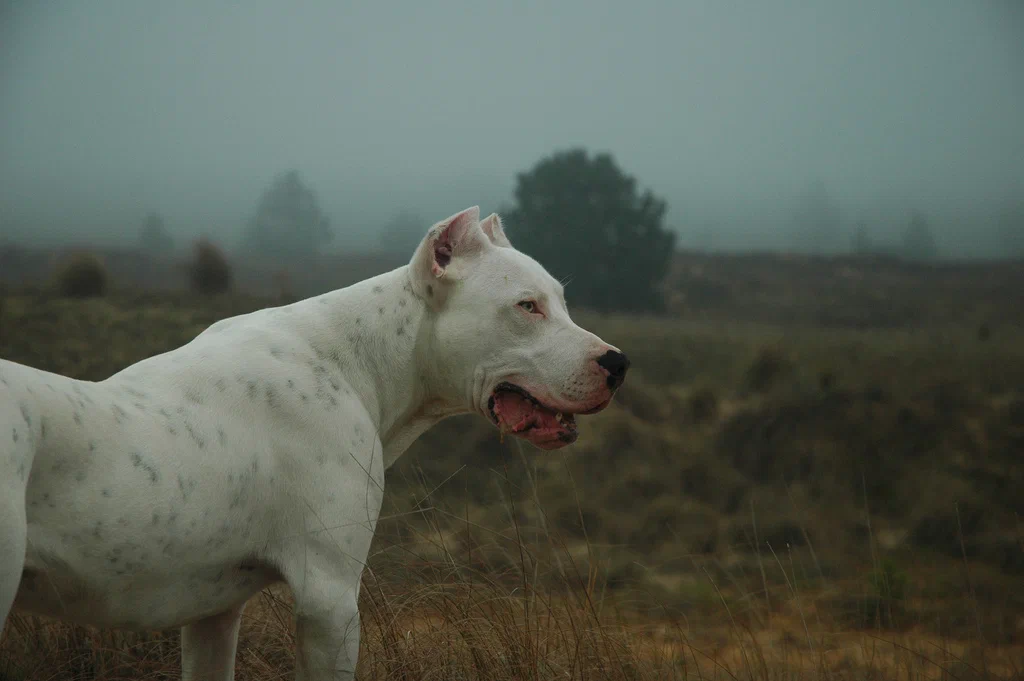 Dogo Argentino: A dog that can chase and fight a puma. - Great Dane of Argentina, Great Dane, Animal book, Dog, Yandex Zen