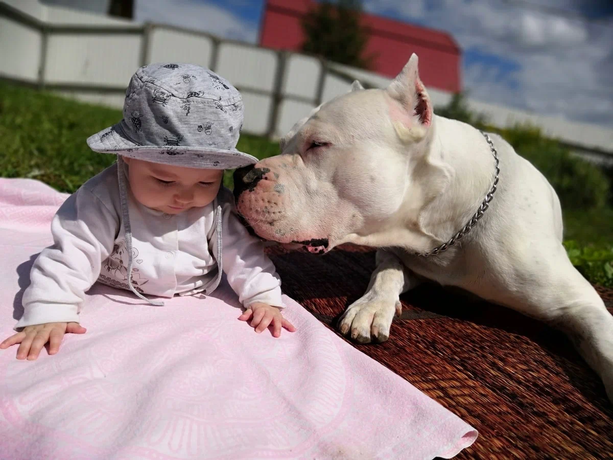 Dogo Argentino: A dog that can chase and fight a puma. - Great Dane of Argentina, Great Dane, Animal book, Dog, Yandex Zen