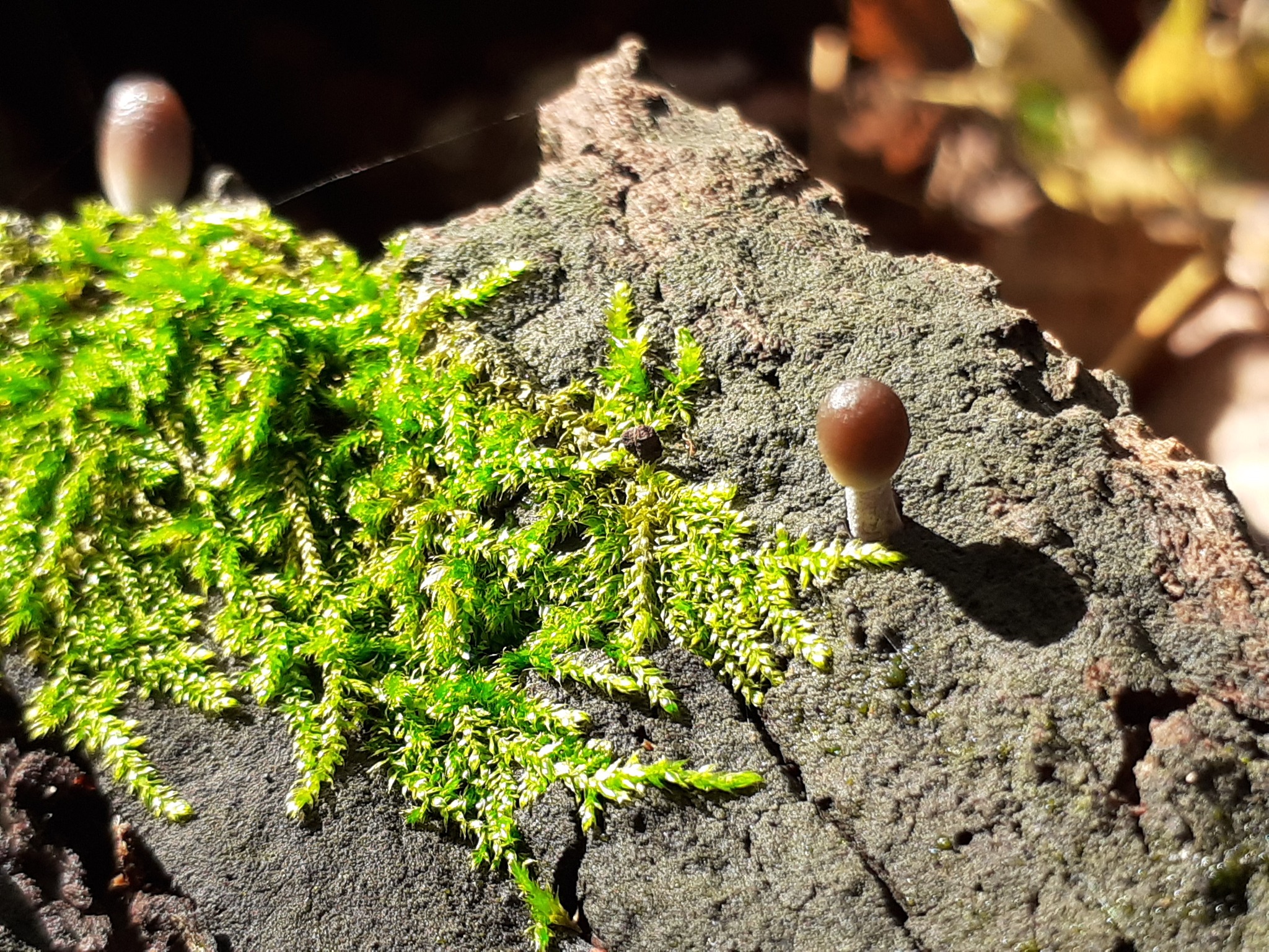 Exploration)) Samara region - My, Fly agaric, Samarskaya luka, Longpost