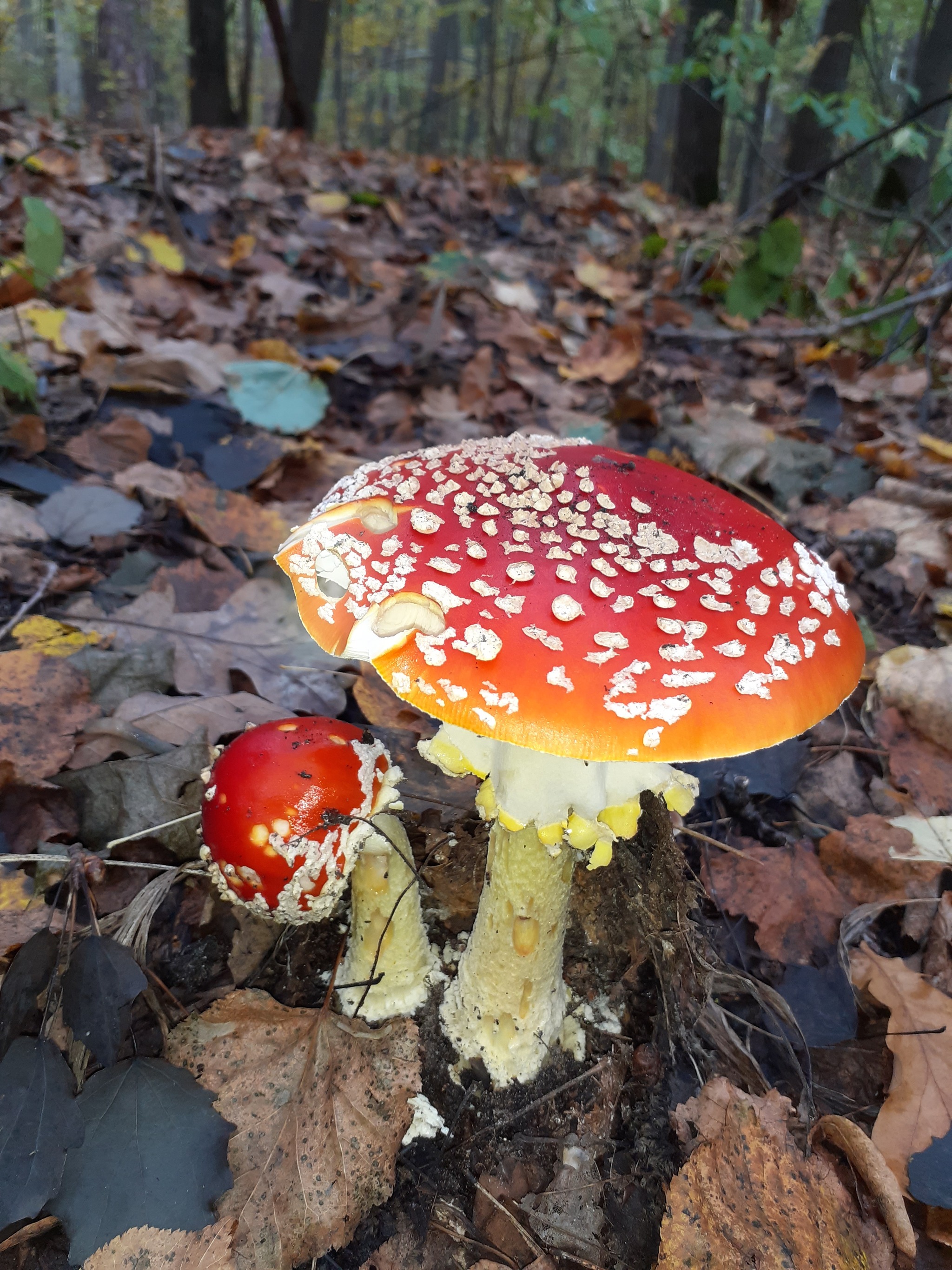 Exploration)) Samara region - My, Fly agaric, Samarskaya luka, Longpost