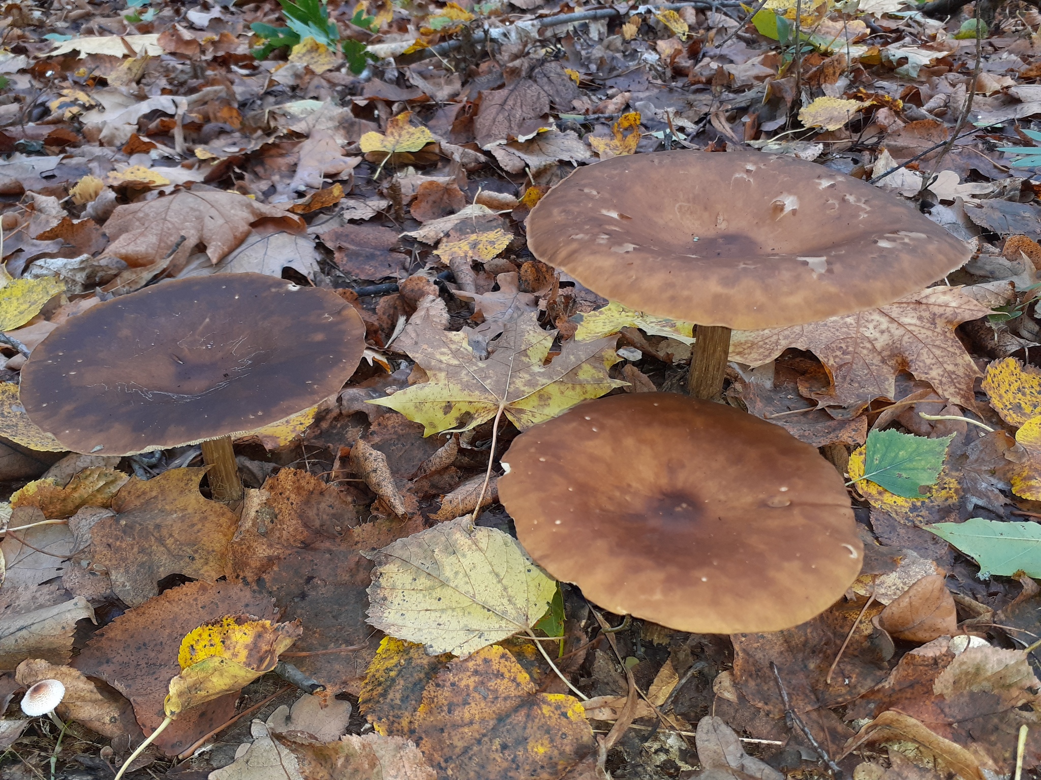 Exploration)) Samara region - My, Fly agaric, Samarskaya luka, Longpost