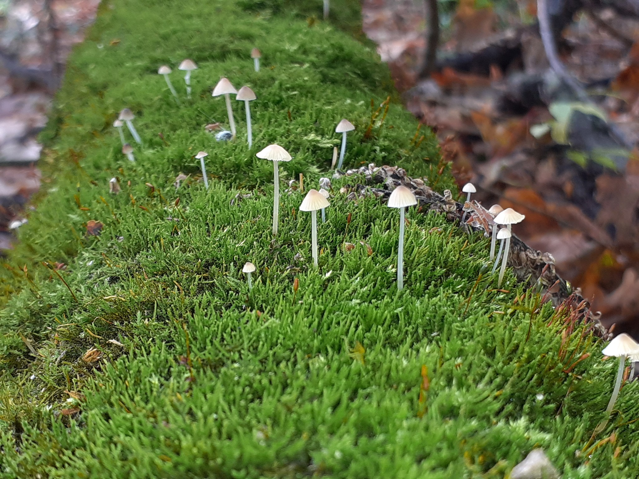 Exploration)) Samara region - My, Fly agaric, Samarskaya luka, Longpost