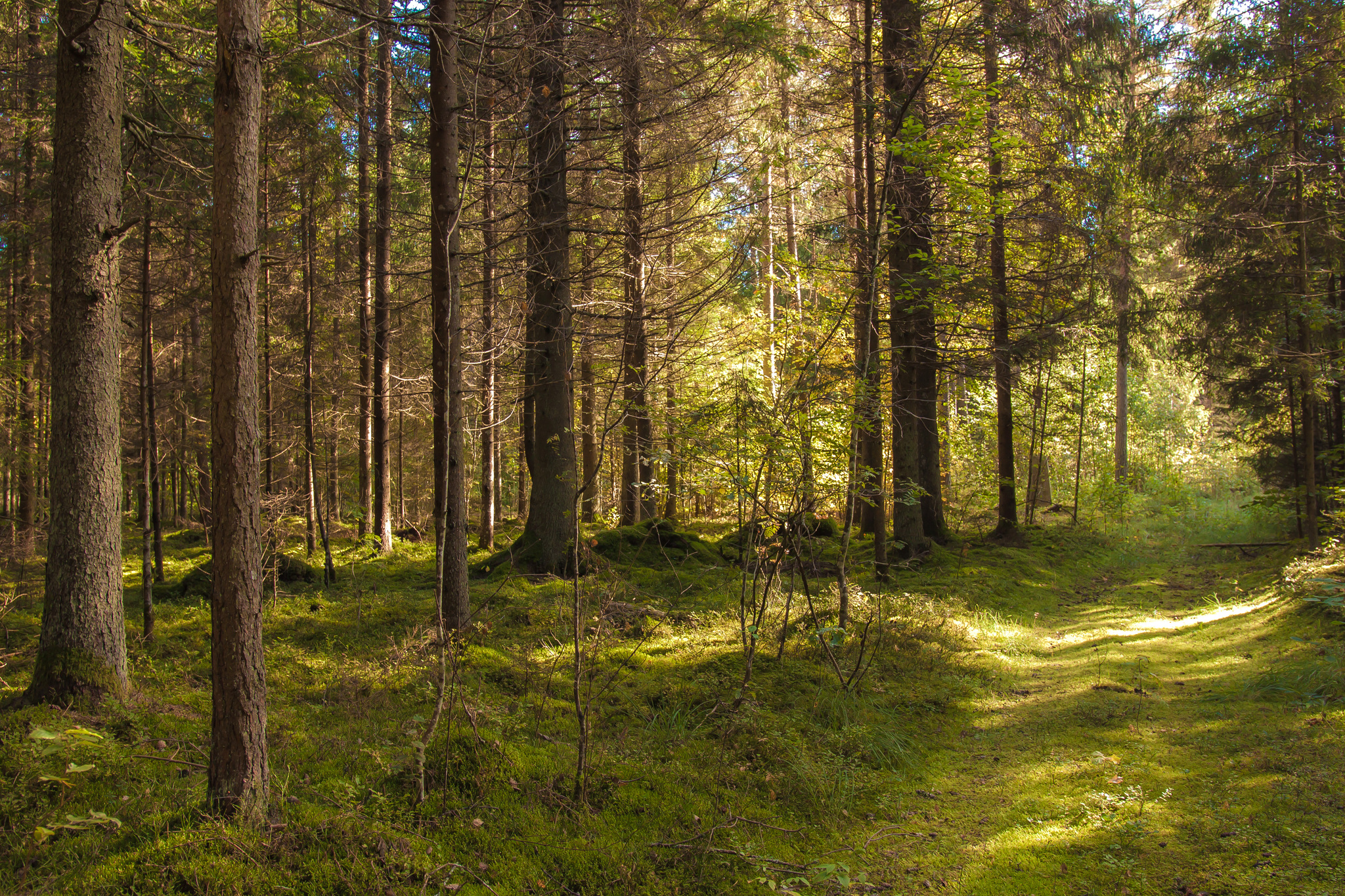 Autumn forest, Metal detector, Evening gatherings - My, Camping, Metal detector, Instrument search, Longpost