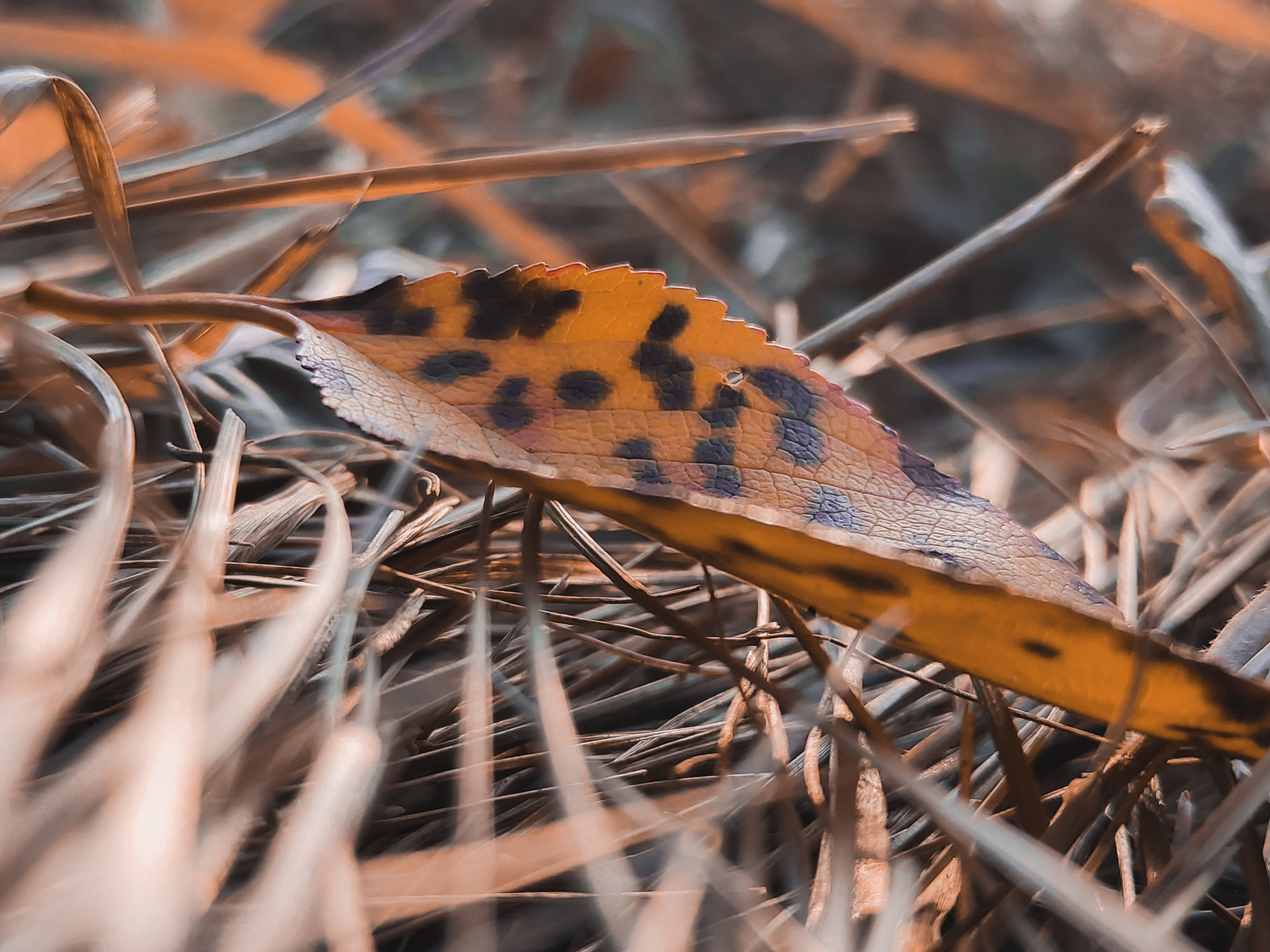 Autumn - My, The photo, Nature, Forest, Autumn, Leaves, Macro photography