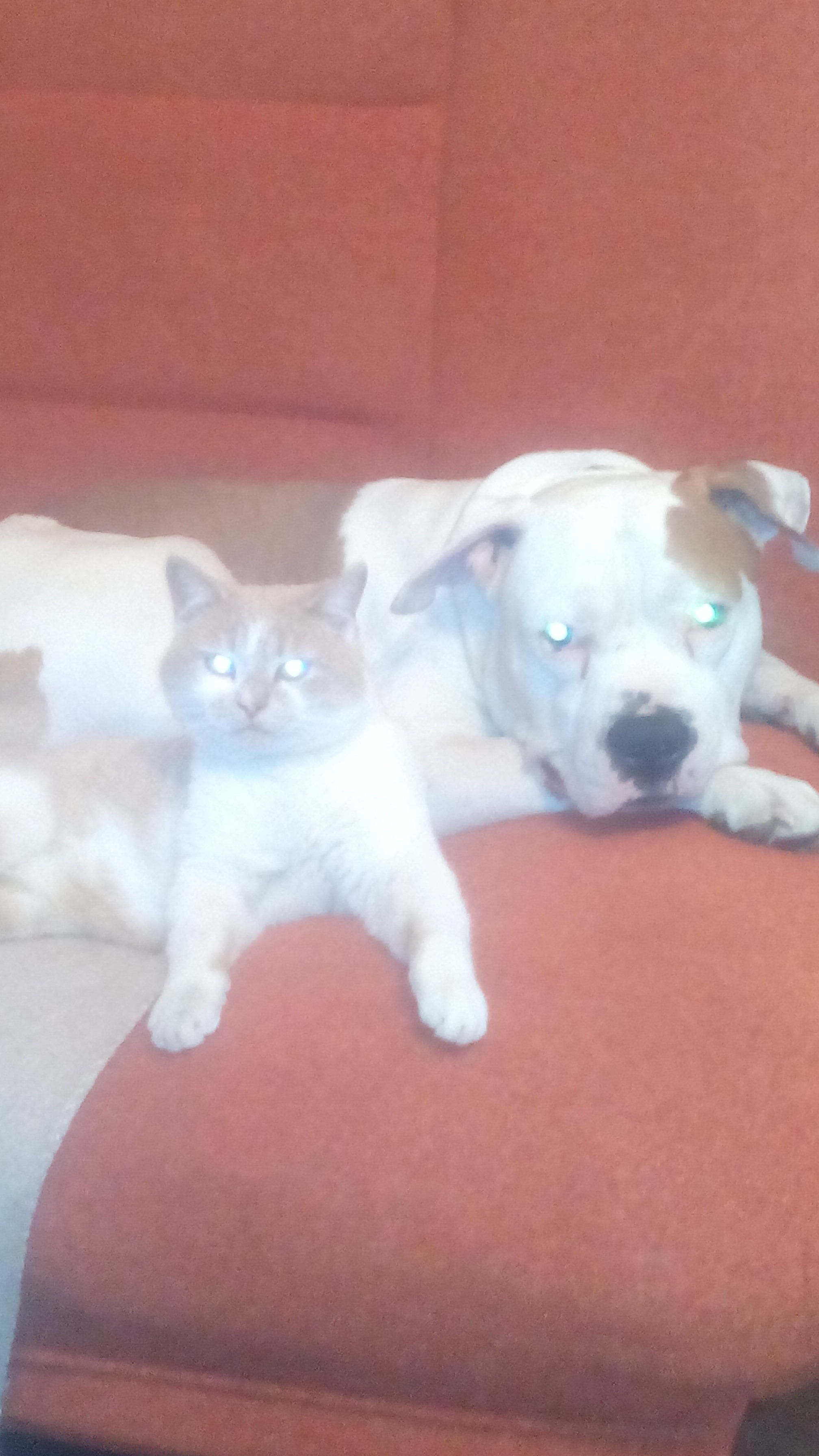 scary pit bull - Milota, Cats and dogs together, Dog, cat, Longpost