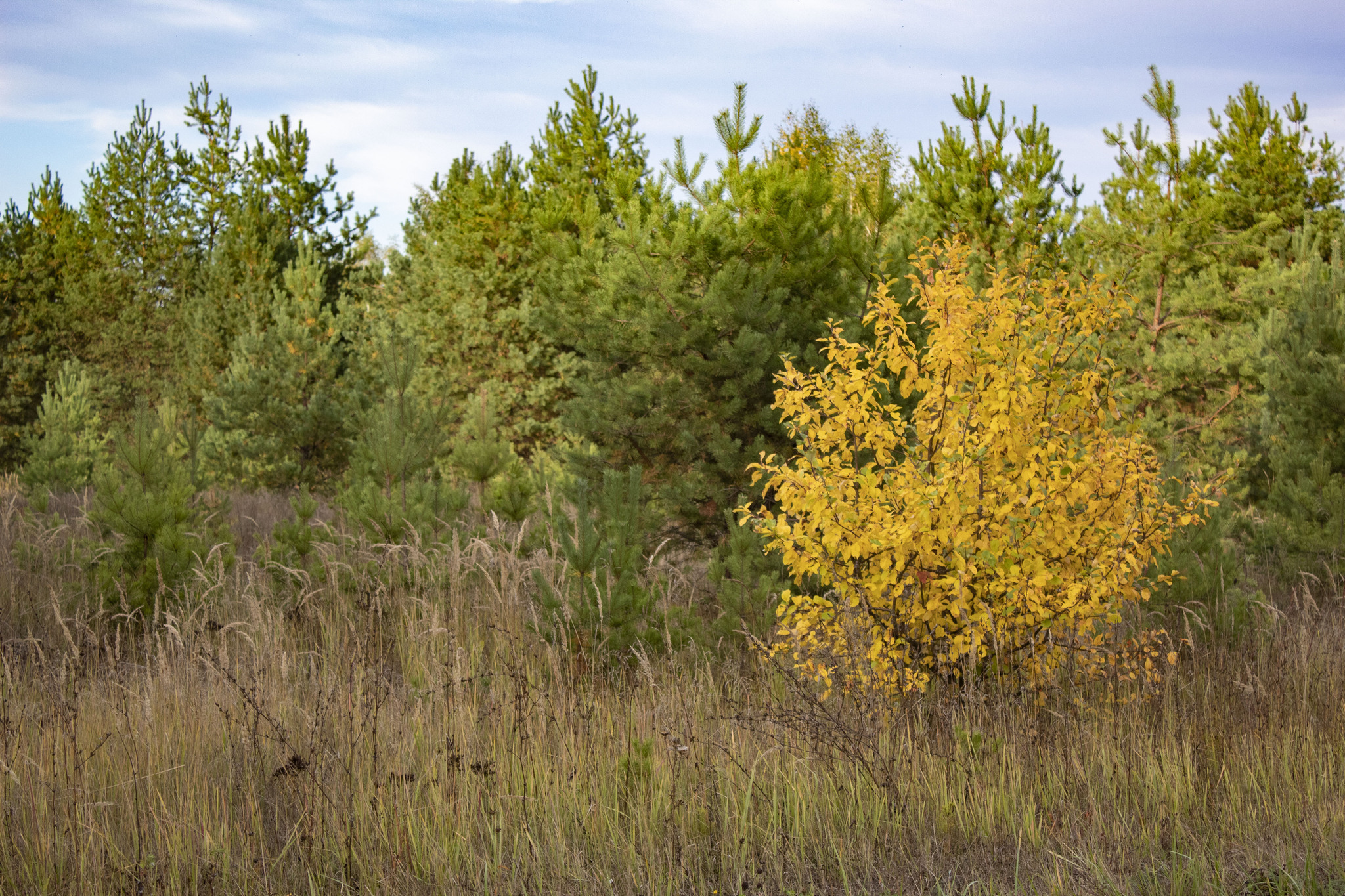 September - My, The photo, Nature, Beginning photographer, Longpost, River, Forest