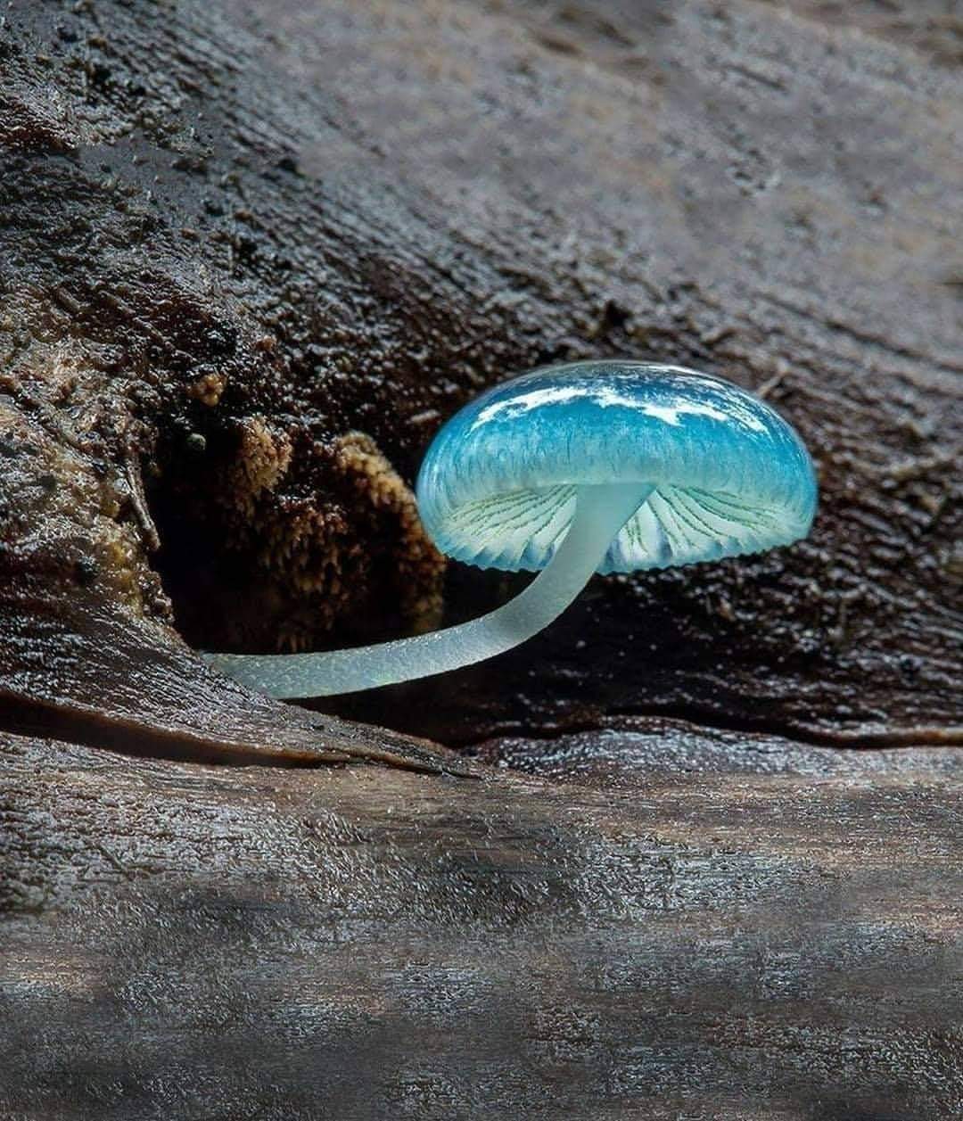 Mycena blue - The photo, Mushrooms, Unusual