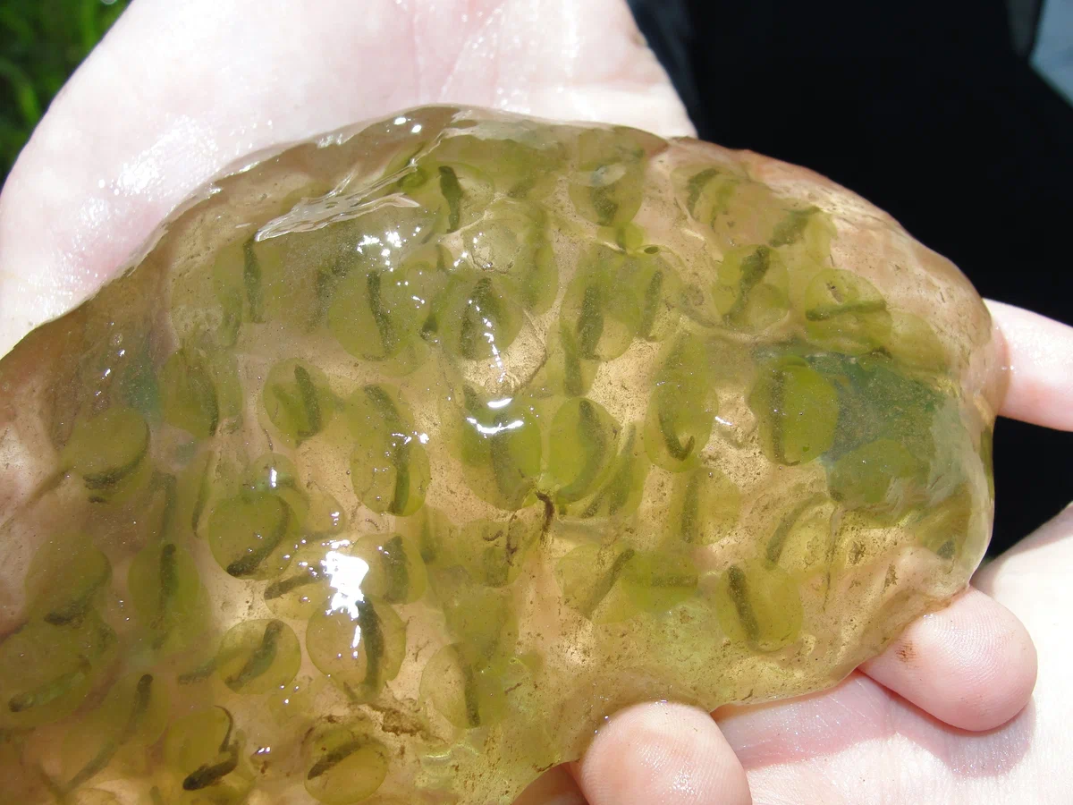 Желтопятнистая амбистома: Одноклеточные водоросли вступили в симбиоз с ...