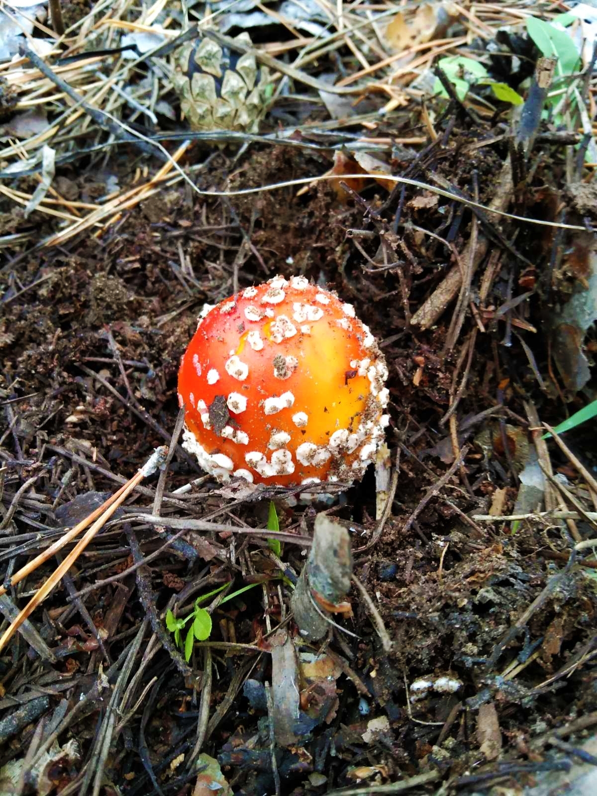 baby fly agaric - My, Mushrooms, Fly agaric, Forest, The photo