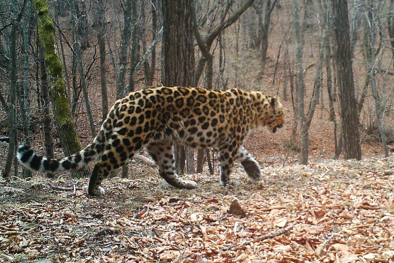 Beautiful, well-fed and curious cat - Far Eastern leopard, National park, Phototrap, Leopard, The photo, Big cats, beauty, wildlife, Wild animals, Cat family, Predatory animals, Primorsky Krai, Longpost