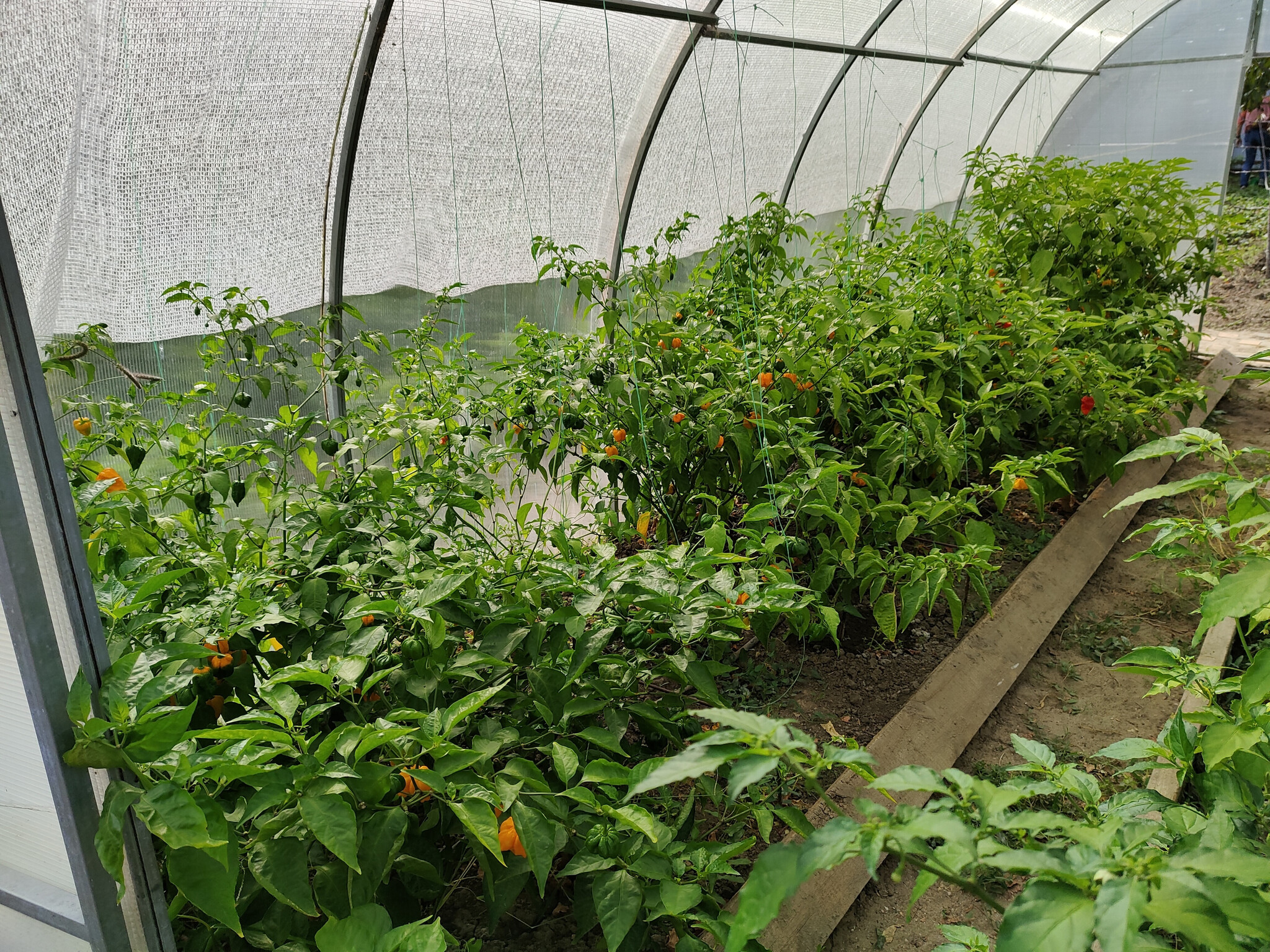 End of season 2022 - My, Hot peppers, Pepper, Harvest, Trinidad Scorpion, Garden