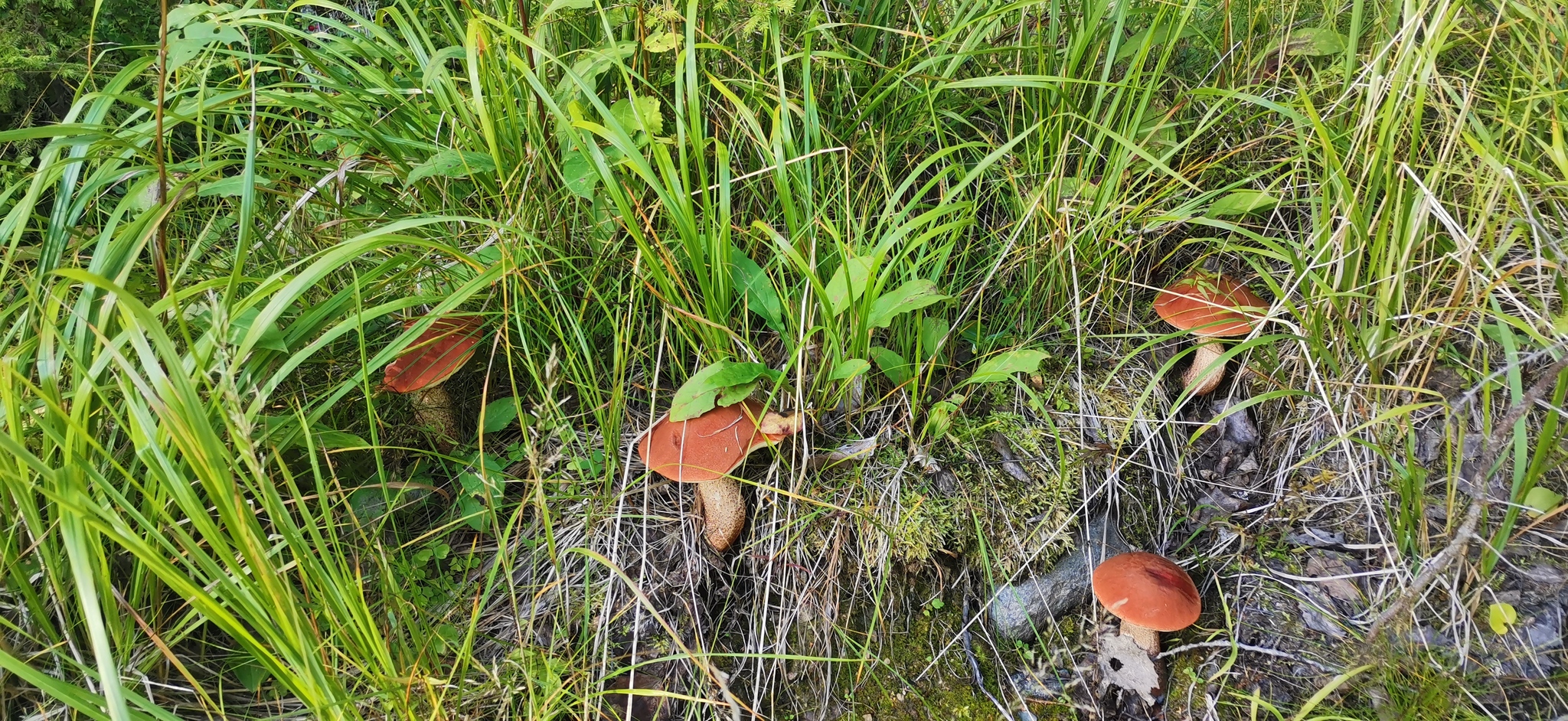 Karelia 2022 - My, Mushrooms, Nature, Porcini, Fly agaric, Cranberry