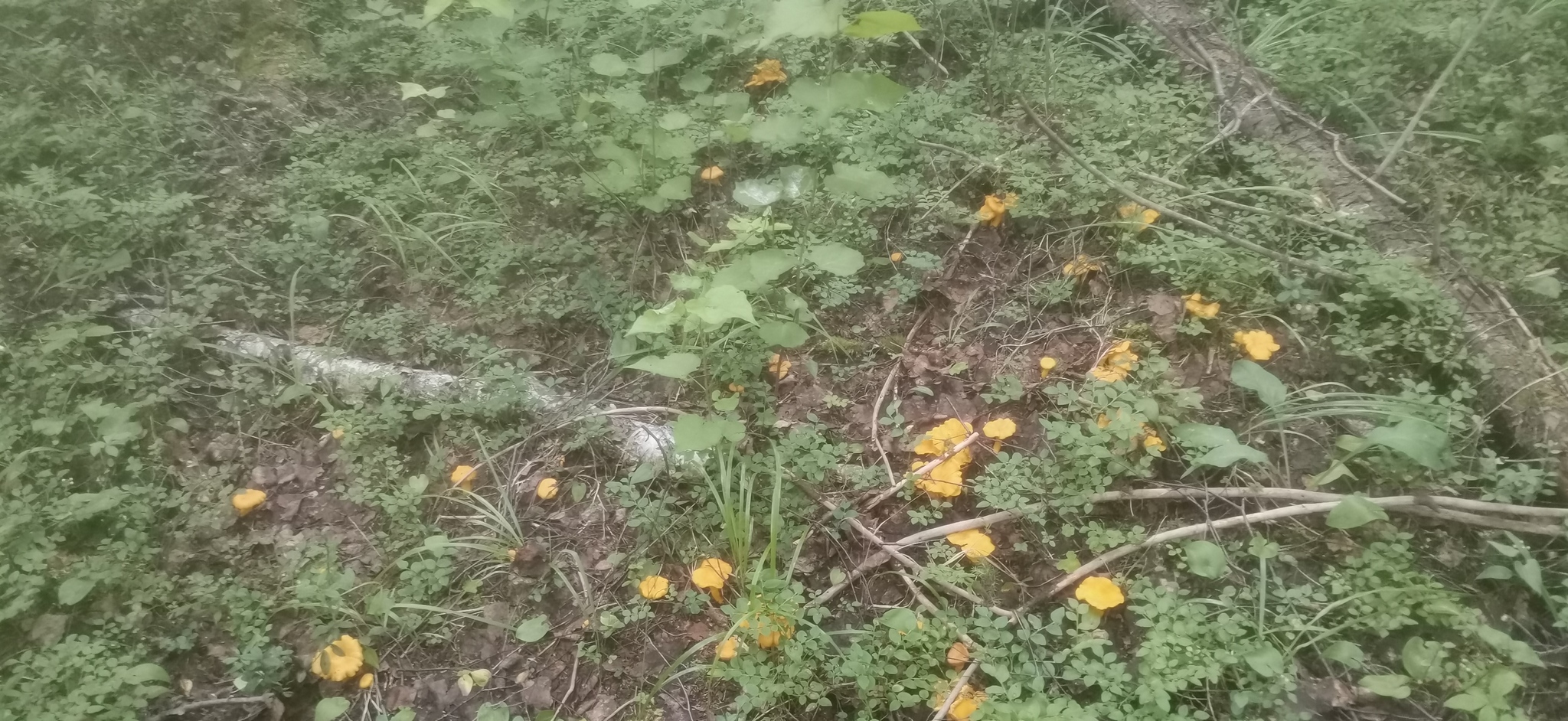 Karelia 2022 - My, Mushrooms, Nature, Porcini, Fly agaric, Cranberry