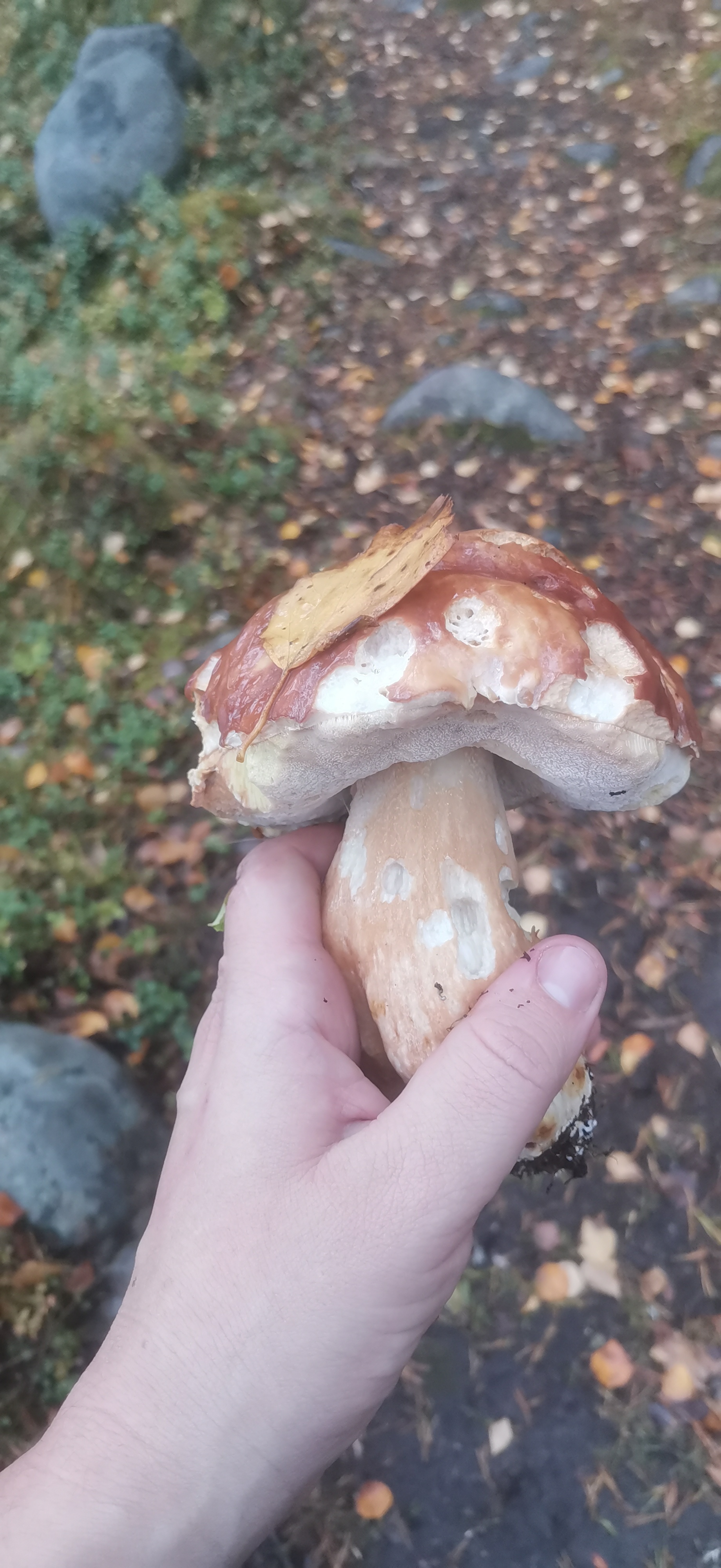 Karelia 2022 - My, Mushrooms, Nature, Porcini, Fly agaric, Cranberry