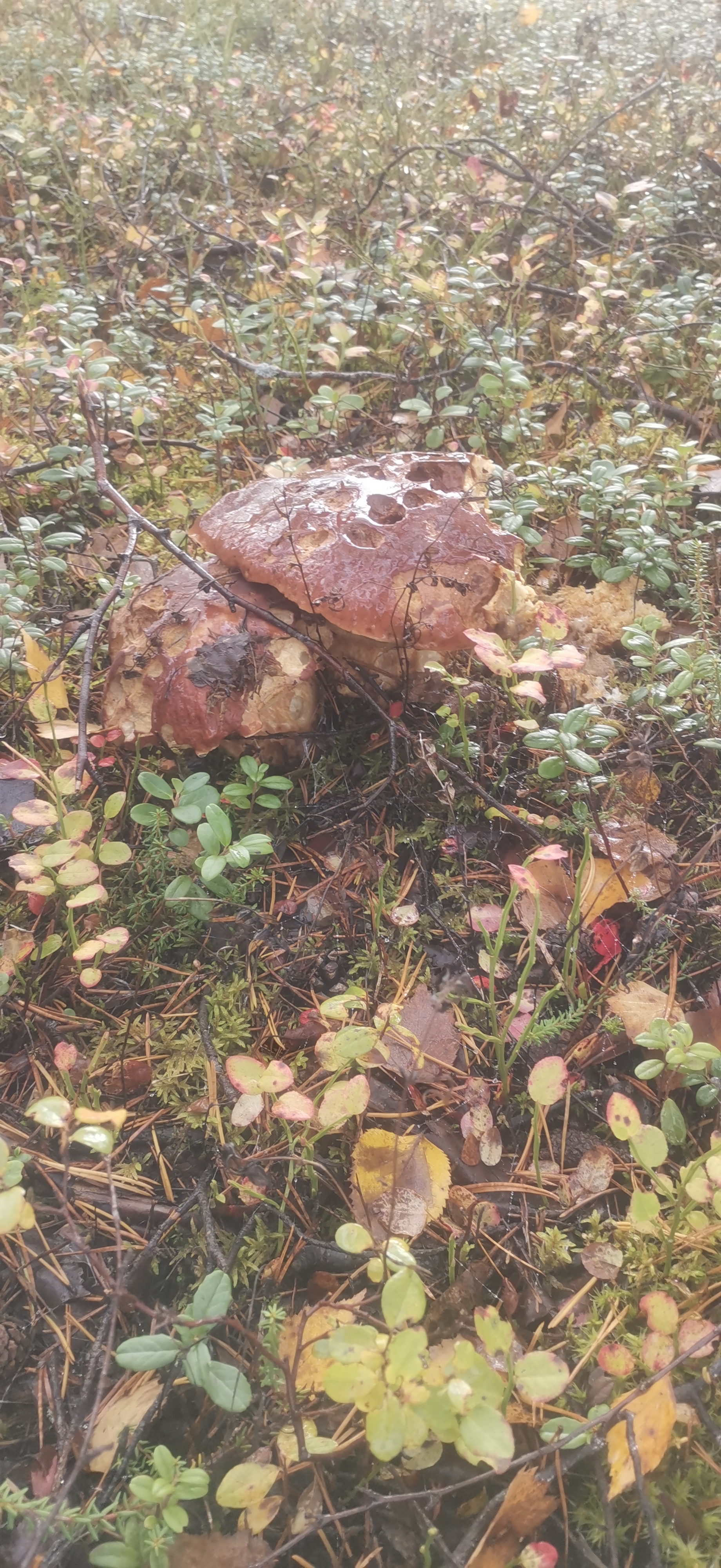 Karelia 2022 - My, Mushrooms, Nature, Porcini, Fly agaric, Cranberry