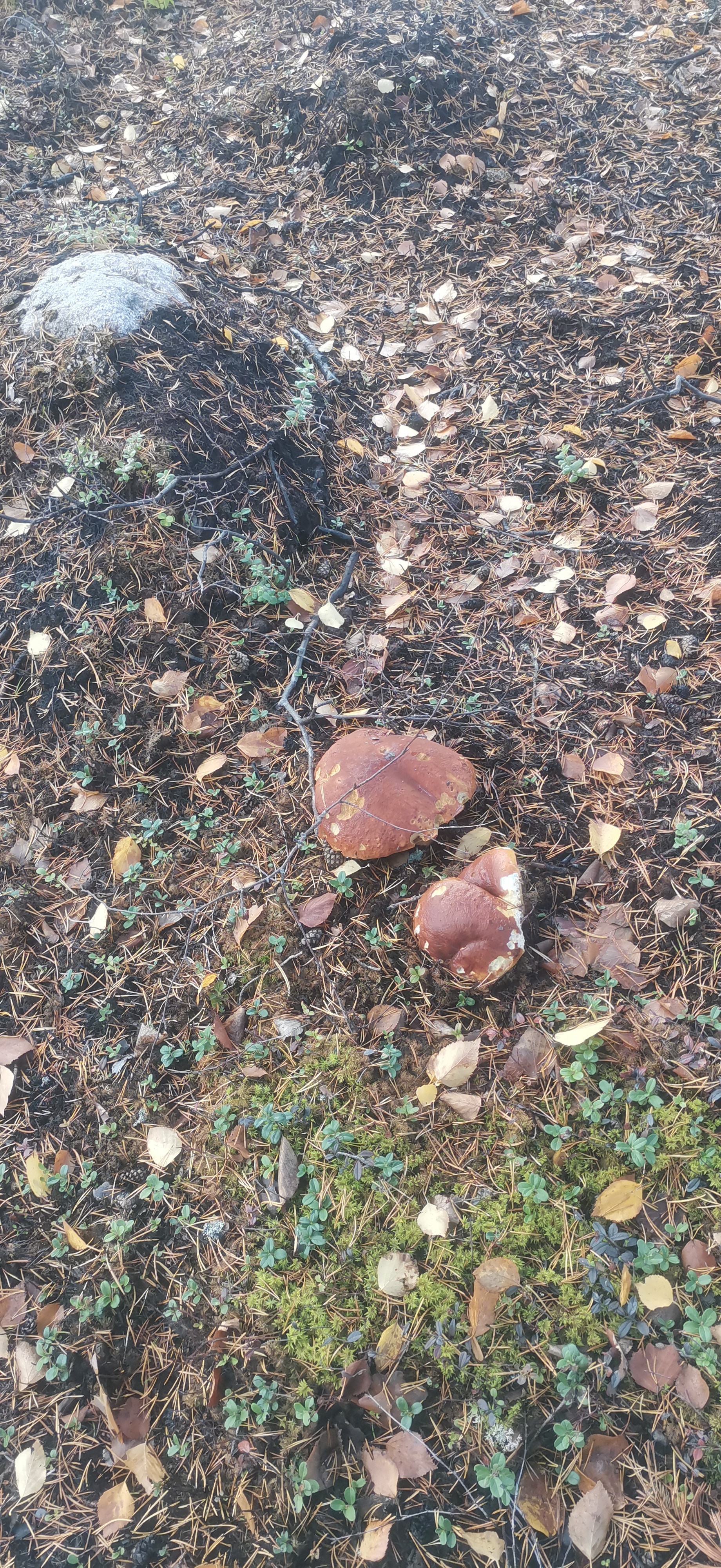 Karelia 2022 - My, Mushrooms, Nature, Porcini, Fly agaric, Cranberry