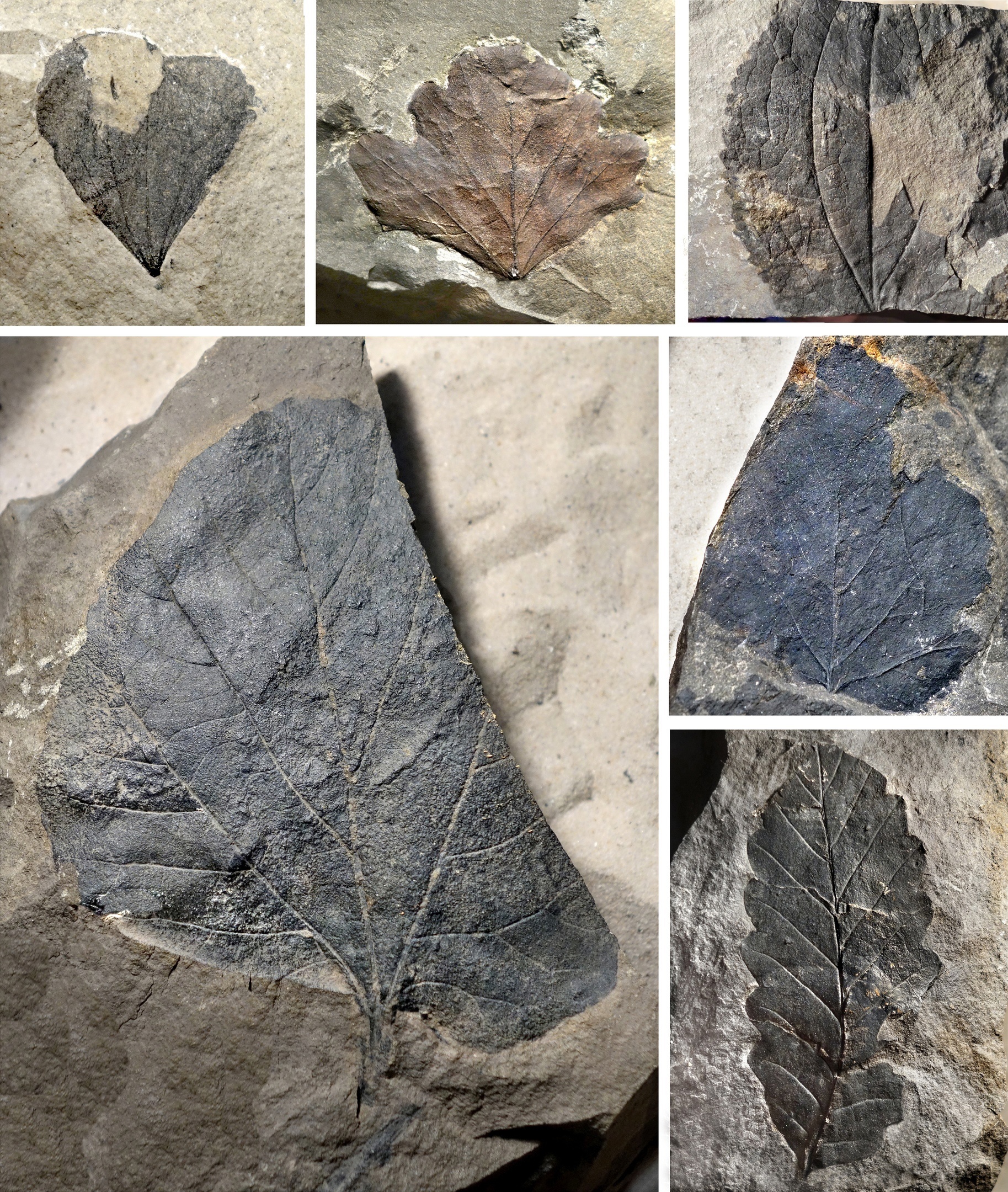 WHAT CAN FOSSIL PLANTS TELL ABOUT THE CLIMATE OF PAST TIMES? - My, Paleontology, Paleobotany, Biology, Nauchpop, Around the world, Scientists, Research, The science, Dinosaurs, Animals, Plants, Facts, Longpost