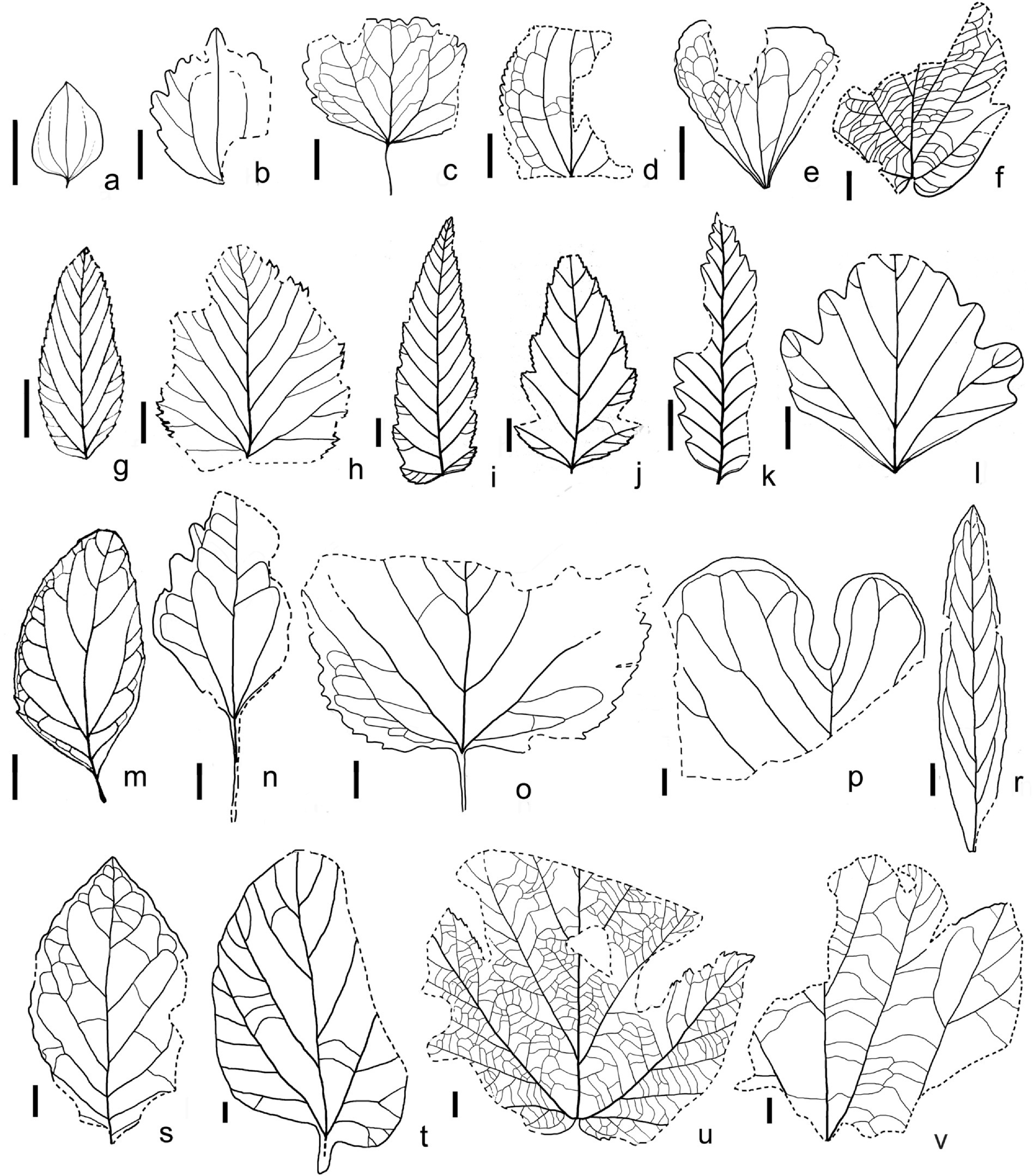 WHAT CAN FOSSIL PLANTS TELL ABOUT THE CLIMATE OF PAST TIMES? - My, Paleontology, Paleobotany, Biology, Nauchpop, Around the world, Scientists, Research, The science, Dinosaurs, Animals, Plants, Facts, Longpost