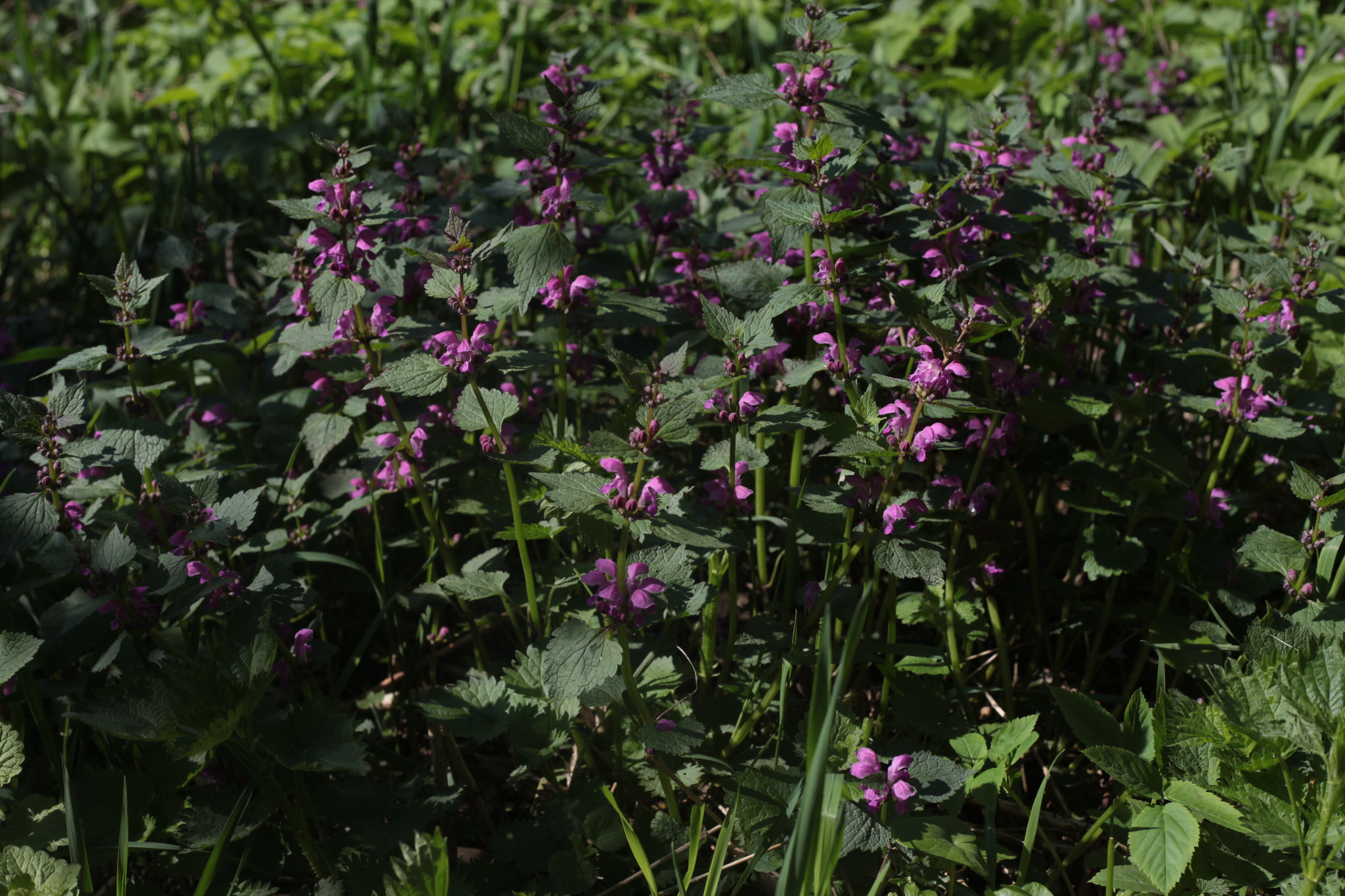 flowering nettle - My, Memories, Nature, Summer, Flowers