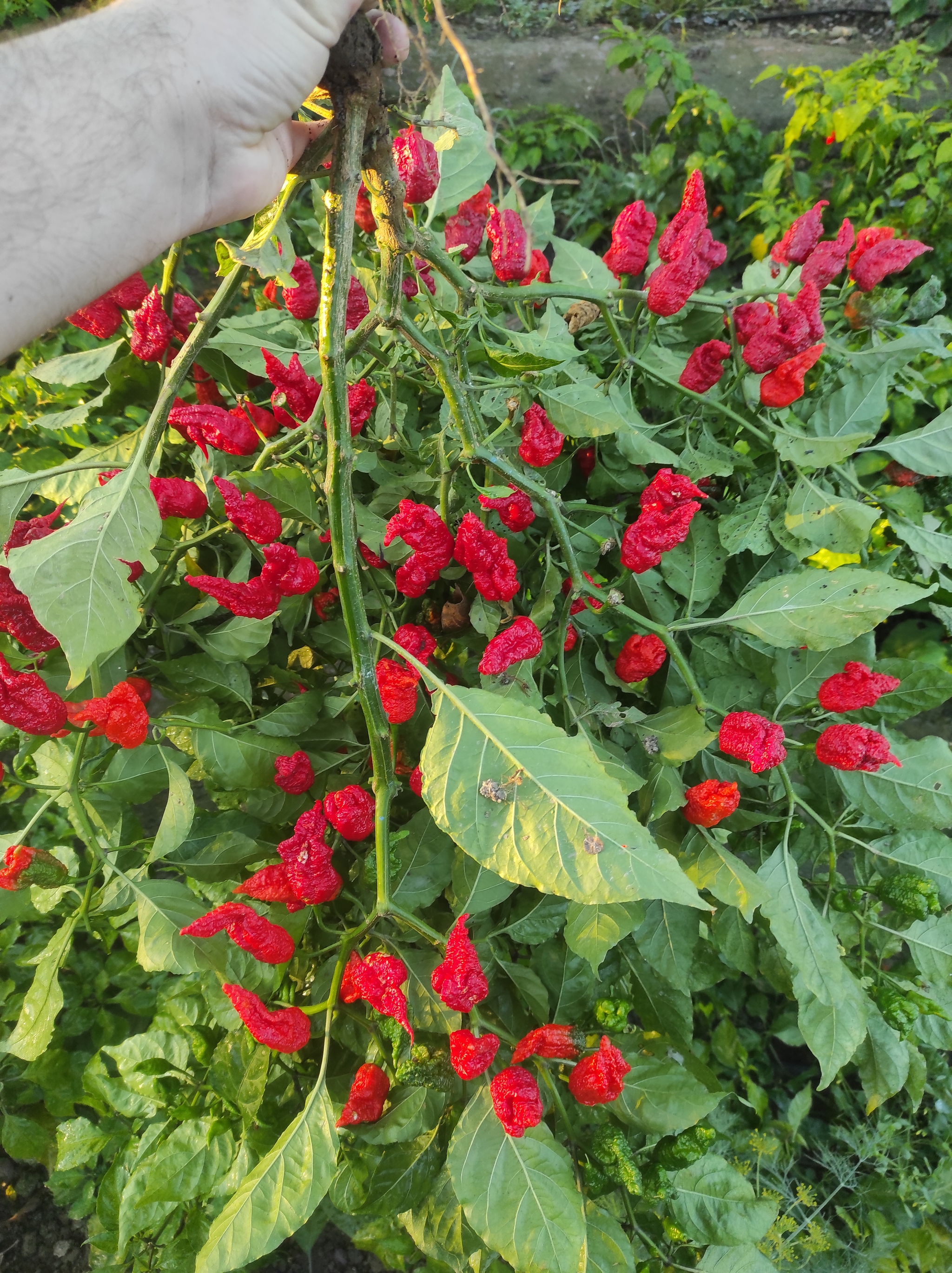 Showing off the harvest - My, Carolina Reaper, Hot peppers, Harvest, Carolinian Reaper