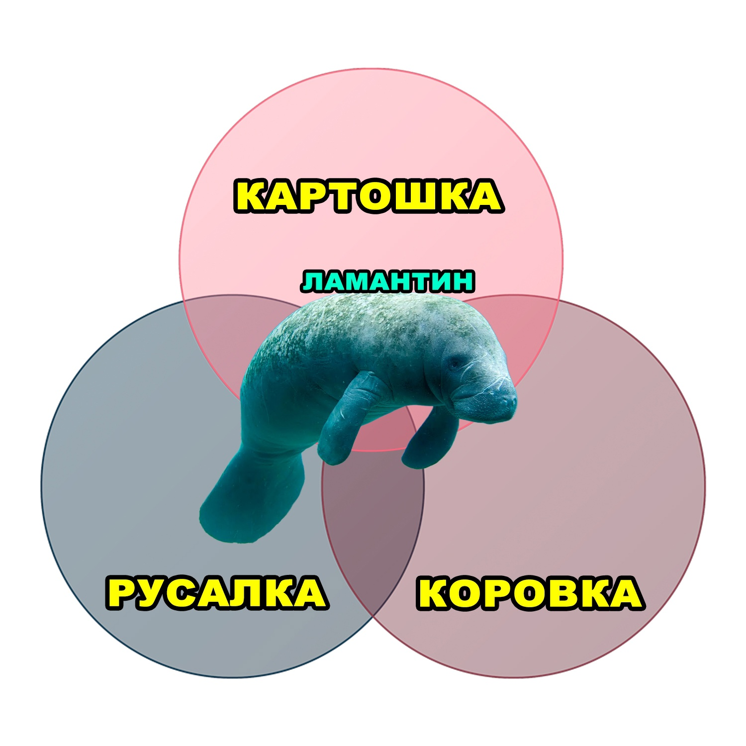 Manatee - Picture with text, Memes, Humor, Mermaid, Potato, Diagram, Euler's circles