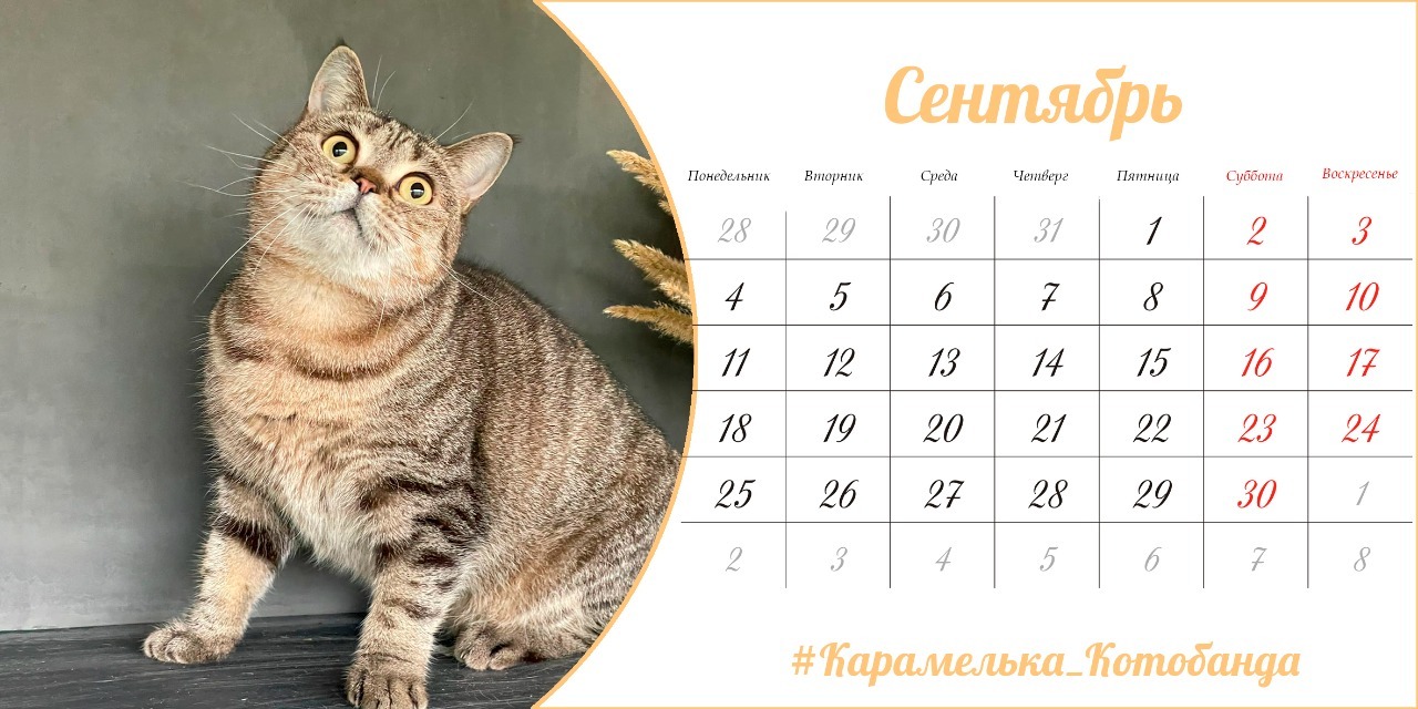 Homemade charity calendar! pikabu.monster