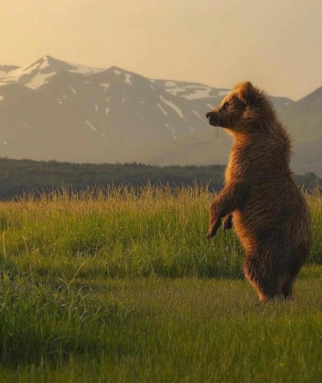 How is it "winter is coming"? pikabu.monster