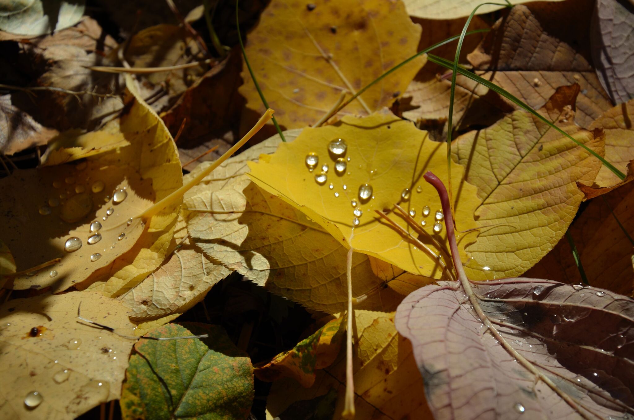 Autumn in drops - My, The photo, Siberia, Mood, Autumn, Leaves, Drops, Krasnoyarsk