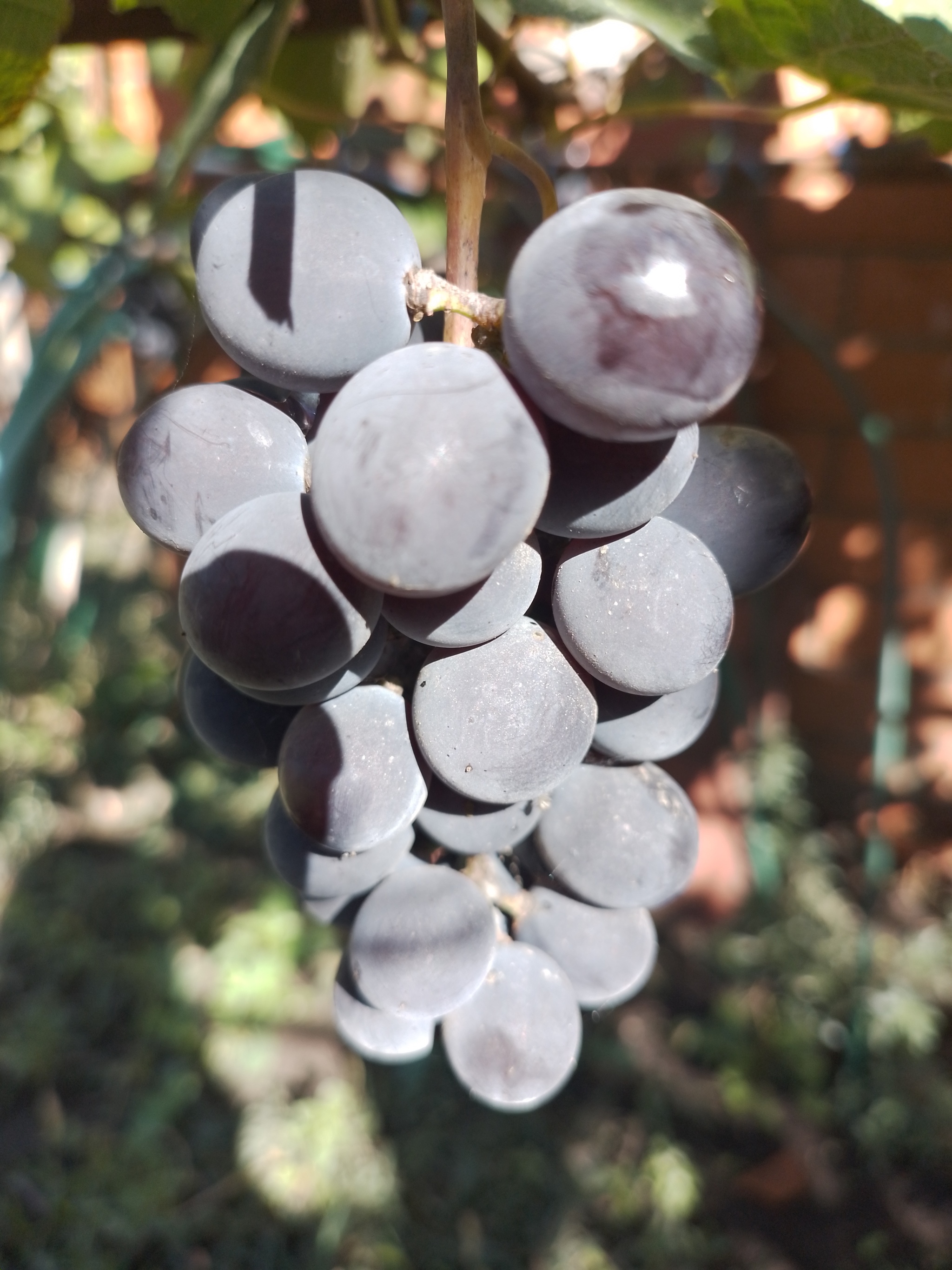 Кому запрещено употреблять виноград и можно ли его есть с косточками, рассказали эксперты