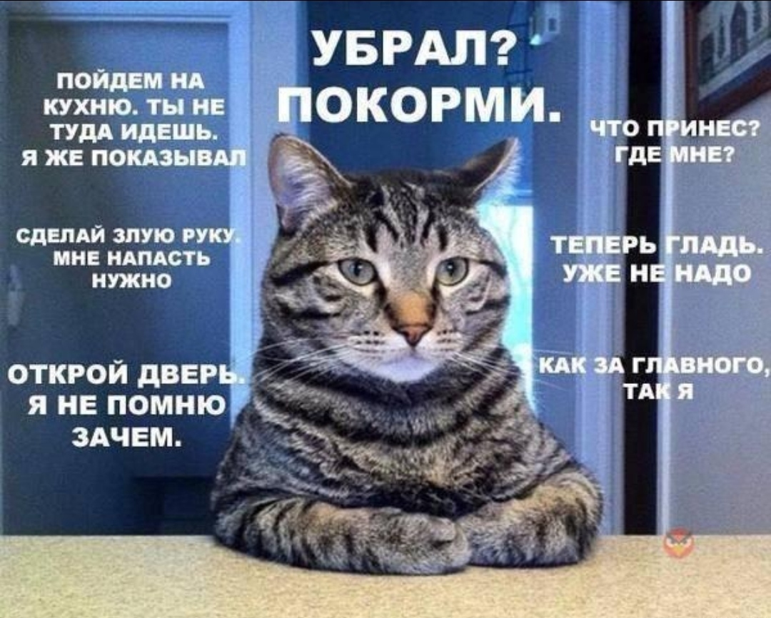 Ох уж эти коты... | Пикабу