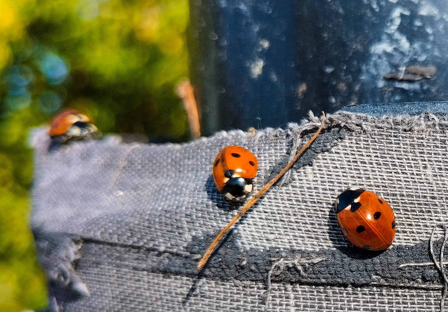 Basking in the sun - My, ladybug, Nature, Mobile photography