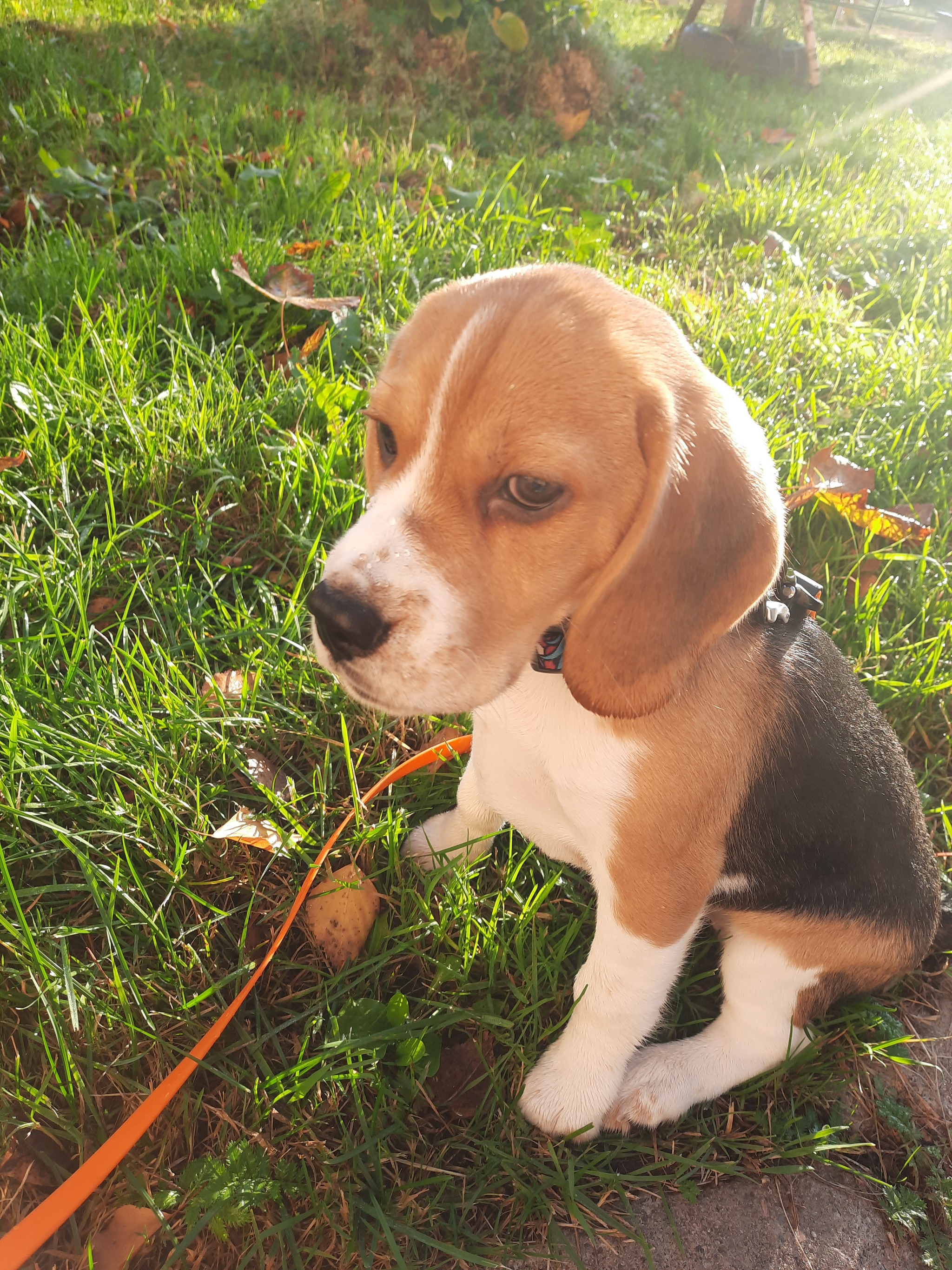 Continuation of the post Isn't the beagle so scary?... - My, Dog, Beagle, Puppies, Reply to post, Longpost