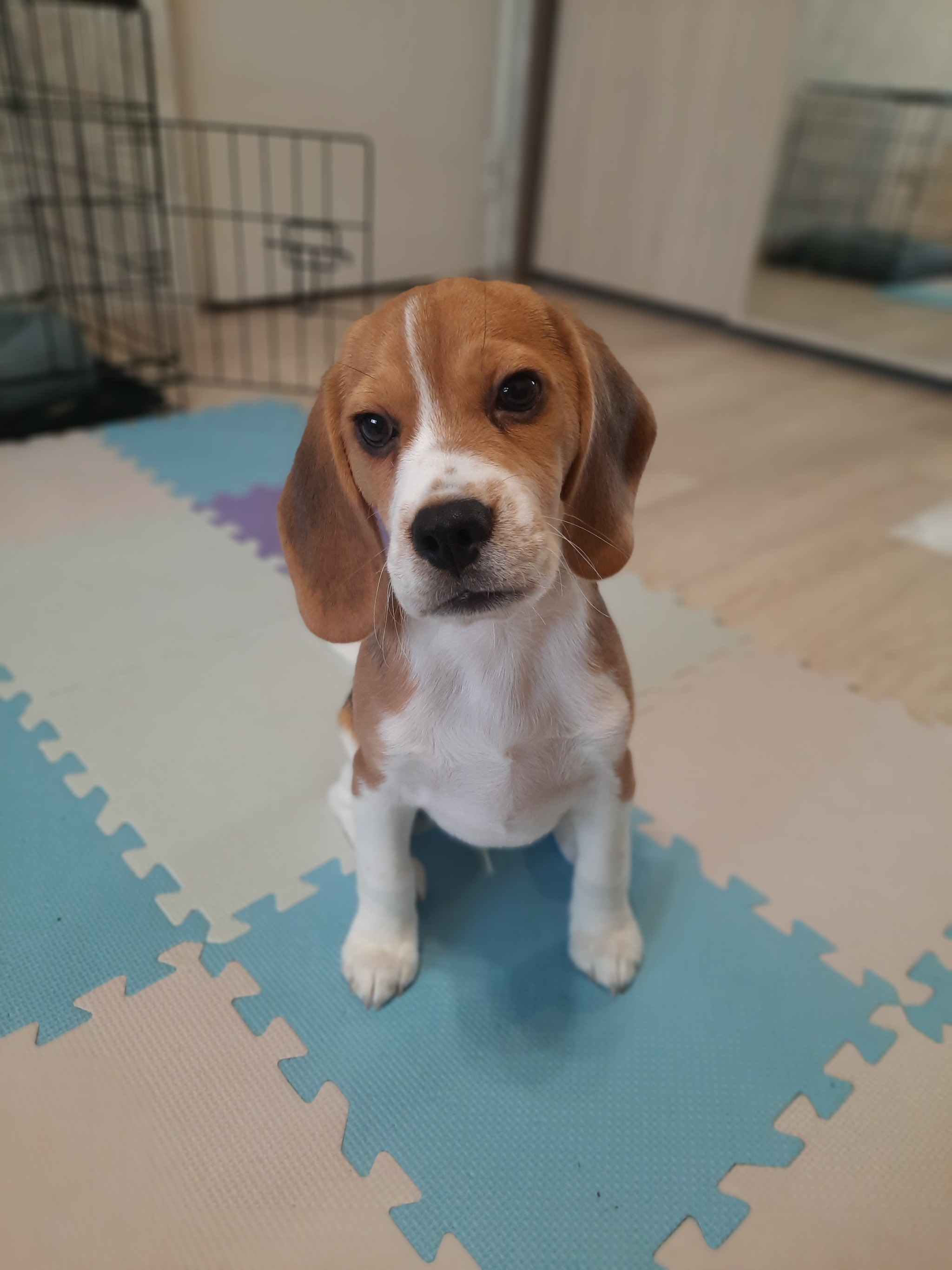 Continuation of the post Isn't the beagle so scary?... - My, Dog, Beagle, Puppies, Reply to post, Longpost