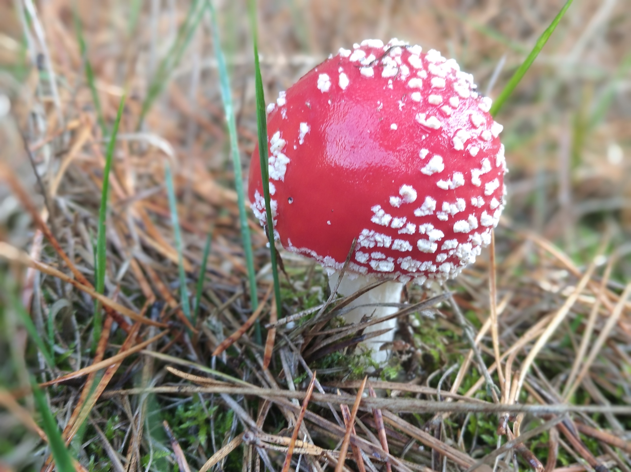 fly agaric - My, Fly agaric, Mushrooms, The photo, Longpost